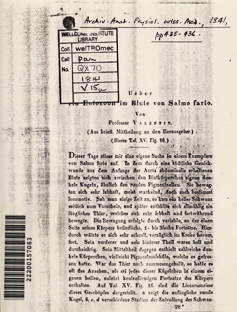 22200157083 piti» ^-1 hfih I • •-‘n'fr |iV'(TrfHHIii I rT‘1ir f LI'I ■'V.r s'SX.. v * '‘. f ’ ■uv** *uv i4**u * v >. « - %*■'!*•.•',- •*rt -* ‘ *• > *:$*■' * • • • * • * • - - .1 r ' 7 . : „p* ‘ . £% , «.jn-Ätt** « V V ‘ . ■ J- • •**•}*,* . * -t / 7*. - • - * V . . * 3* . .*T ~ ■ .'i: * » i- V4U ?P- :> - * •#; * «*• • - • .• ■ . ■.  7* Ü2M - ^5 ' * ’•' Tsg'' -«*$&-■ •-&?* iÄ r?»Sf» [fj«V ; -j£* •'? . »<■'*»' - »’ re ^ v - » &g|Mikit :- ' ' - - - . i -SK. 1 +J§ . ., v~ ■ * ■ m ‘ | ■ ■ v:f| ■ ' 7‘v?-'’ ■. - ;4?#r ' ^Cw^lPv- ;• Ji H ■ ■&-?* .»'«•„.Mal m:!; ;i ; ■* . ■: . . . ■ ■. .v- • ' /:••,• >||‘ = ■fl ':'• r.'4) A'M / v/ ♦ /4>wA . Pk^s/ot. t*ri$s. Aic^ . t%4(f WEUXUML .in& riTUTE LIBRARY ‘ Coli. welTROmec Call No. -peu^s. Gftao N/ f ^ LA— V; ty4-3* - #3£ U e b e r * . - ’ t - | Von Professor Valckti.il (Aus briefl. Mittheilung an den Herausgeber.) V . (Hierin Taf. XV. Fig. 16.) / ' l' i: a t f -; • ... £ ** Ml _ 4üs.ä; ■ ■ - •gäP’ -. * i-« *■„•■• * t *.!•:* * ■ •»■' , jX ^ i- ir,t mm Dieser Tage stiess mir Öde eigene Sache in einem Exemplare von Salmo fand auf. tn dem durch eine lödlliche Gemck- Tronde ans dem Anfänge Her Aorta abdömmälls erhaltenen Blale Wlgten *ich twischen den Bl atkSiperchen eigene Vf du- kele Engeln, ähnlich den runden Plgmentiellen. Sie beweg¬ ten sich sehr lebhaft, meist wackelnd, .doch auch bestimmt ; ' . ' ' l-ff M ... ■ * 4 locomotiv. ISah man einige Zeit zu, so kam em neber'Schwänz seitlich xum Vorschein, und später enthüllte sich atlmählfg ein längliches Thier, welches sich sehr lebhaft und fortwährend bewegte. Die Bewegung erfolgte durch variable, an der einen ■'■ ■* . j’- '  • * *m . . 5 { Seite seines Körpers befindliche, 1- bis 3fache Fortsätze. Hier- durch wälzte es sich sehr schnell, vonüglicnim Kreise hemm, - » » ^ ■ ? * * * * * fort. Sein vorderer und 6ein hinterer Thell waren hell nn^ durchsichtig. Sein Mitteltheil dagegen enthielt zahlreiche dan- »• * _ #‘kr- * * r ’t* # ^ kele Körperchen, vielleicht Pigmerilmoleküle, welche es gefres¬ sen hatte. War das Thier noch zusammengeballt, so halte es oft das Ansehen, als sei jedes dieser Kügelchen ln einem ei- genen hellen, zuletzt keulenförmigen Fortsatze des Körpers enthalten. Auf Taf. XV. Fig. 16. sind die' Lmearumrisse dieses Geschöpfes dargestellt, ä zeigt die anfängliche rnnde Kugel, 6. c, d verschiedene Stadien der Enfrollung des Schwan- 28*