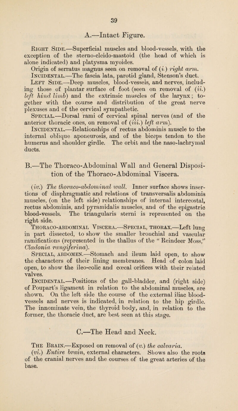 A.—Intact Figure. Right Side.—Superficial muscles and blood-vessels, with the exception of the sterno-cleido-mastoid (the head of which is alone indicated) and platysma myoides. Origin of serratus magnus seen on removal of (i.) rigid arm. Incidental.—The fascia lata, parotid gland, Stenson's duct. Left Side.—Deep muscles, blood-vessels, and nerves, includ¬ ing those of plantar surface of foot (seen on removal of (ii.) left hind limb) and the extrinsic muscles of the larynx; to¬ gether with the course and distribution of the great nerve plexuses and of the cervical sympathetic. Special.—Dorsal rami of cervical spinal nerves (and of the anterior thoracic ones, on removal of (Hi.) left arm). Incidental.—Relationships of rectus abdominis muscle to the internal oblique aponeurosis, and of the biceps tendon to the humerus and shoulder girdle. The orbit and the naso-lachrymal ducts. B.—The Thoraco-Abdominal Wall and General Disposi¬ tion of the Thoraco-Abdominal Viscera. (iv.) The thoraco-abdominal wall. Inner surface shows inser¬ tions of diaphragmatic and relations of transversalis abdominis muscles, (on the left side) relationships of internal intercostal, rectus abdominis, and pyramidalis muscles, and of the epigastric blood-vessels. The triangularis sterni is represented on the right side. Thoraco-abdominal Viscera.—Special, thorax.—Left lung in part dissected, to show the smaller bronchial and vascular ramifications (represented in the thallus of the “ Reindeer Moss,” Gladonia rangiferina). Special, abdomen.—Stomach and ileum laid open, to show the characters of their lining membranes. Head of colon laid open, to show the ileo-colic and coecal orifices with their related valves. Incidental.—Positions of the gall-bladder, and (right side) of Poupart’s ligament in relation to the abdominal muscles, are shown. On the left side the course of the external iliac blood¬ vessels and nerves is indicated, in relation to the hip girdle. The innominate vein, the thyroid body, and, in relation to the former, the thoracic duct, are best seen at this stage. C.—The Head and Neck. The Brain.—Exposed on removal of (v.) the calvaria. (vi.) Entire brain, external characters. Shows also the roots of the cranial nerves and the courses of the great arteries of the base.