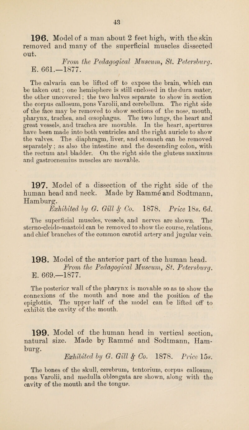 196. Model of a man about 2 feet high, with the skin removed and many of the superficial muscles dissected out. From the Fedaqoqical Museum, St. Petersburq. E. 661.-1877. The calvaria can he lifted off to expose the brain, which can be taken out; one hemisphere is still enclosed in the dura mater, the other uncovered; the two halves separate to show in section the corpus callosum, pons Varolii, and cerebellum. The right side of the face may be removed to show sections of the nose, mouth, pharynx, trachea, and oesophagus. The two lungs, the heart and great vessels, and trachea are movable. In the heart, apertures have been made into both ventricles and the right auricle to show the valves. The diaphragm, liver, and stomach can be removed separately; as also the intestine and the descending colon, with the rectum and bladder. On the right side the gluteus maximus and gastrocnemius muscles are movable. 197. Model of a dissection of the right side of the human head and neck. Made by Eamme and Sodtmann, Hamburg. Exhibited by G. Gill Sf Go. 1878. Price 18s. 6d. The superficial muscles, vessels, and nerves are shown. The sterno-cleido-mastoid can be removed to show the course, relations, and chief branches of the common carotid artery and jugular vein. 198. Model of the anterior part of the human head. From the Pedagogical Museum, St. Petersburg. E. 669.—1877. The posterior wall of the pharynx is movable so as to show the connexions of the mouth and nose and the position of the epiglottis. The upper half of the model can be lifted off* to exhibit the cavity of the mouth. 199. Model of the human head in vertical section, natural size. Made by Eamme and Sodtmann, Ham¬ burg. Exhibited by G. Gill Sc Go. 1878. Price 15s. The bones of the skull, cerebrum, tentorium, corpus callosum, pons Varolii, and medulla oblongata are shown, along with the cavity of the mouth and the tongue.