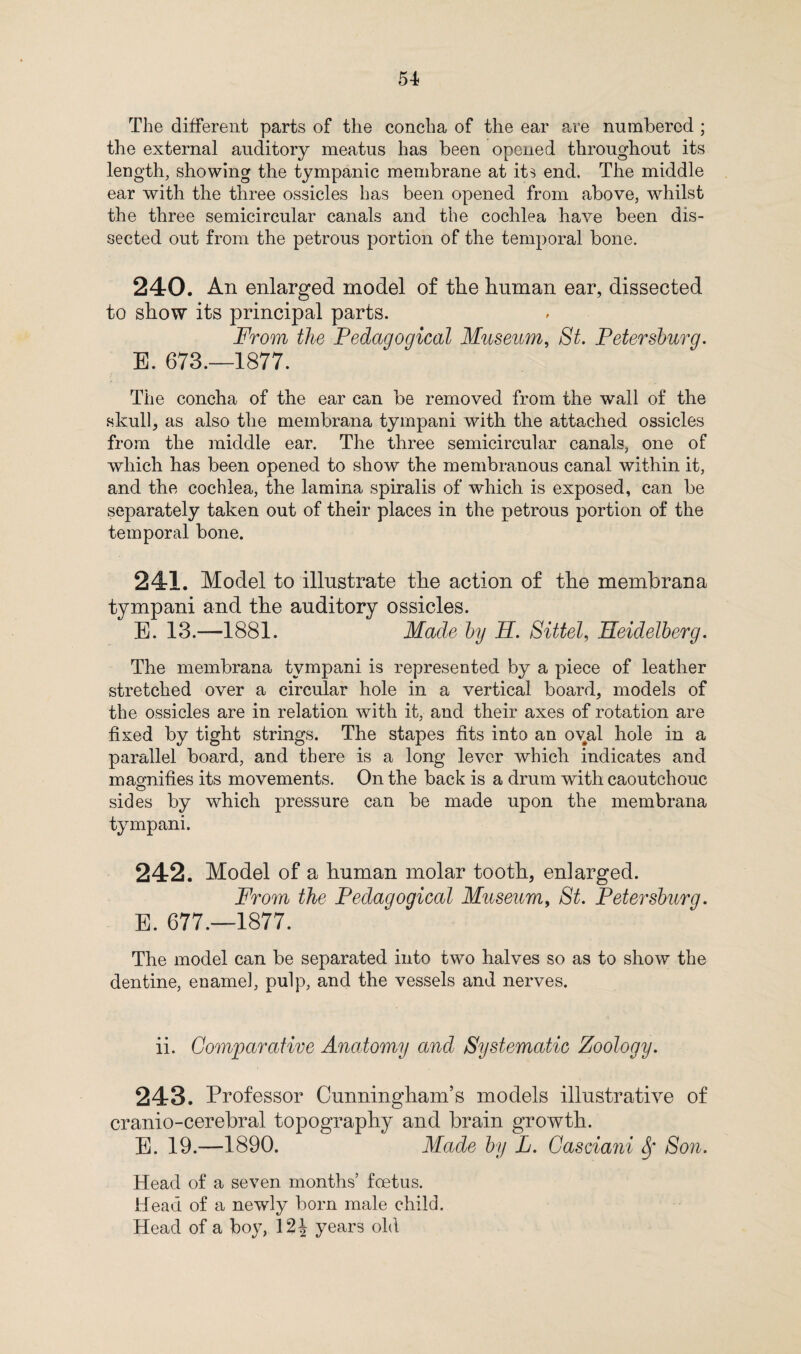 The different parts of the concha of the ear are numbered ; the external auditory meatus has been opened throughout its length, showing the tympanic membrane at its end. The middle ear with the three ossicles has been opened from above, whilst the three semicircular canals and the cochlea have been dis¬ sected out from the petrous portion of the temporal bone. 240. An enlarged model of the human ear, dissected to show its principal parts. From the Pedagogical Museum, St. Petersburg. B. 673.—1877. The concha of the ear can be removed from the wall of the skull, as also the membrana tympani with the attached ossicles from the middle ear. The three semicircular canals, one of which has been opened to show the membranous canal within it, and the cochlea, the lamina spiralis of which is exposed, can be separately taken out of their places in the petrous portion of the temporal bone. 241. Model to illustrate the action of the membrana tympani and the auditory ossicles. E. 13.—1881. Made by H. Sittel, Heidelberg. The membrana tympani is represented by a piece of leather stretched over a circular hole in a vertical board, models of the ossicles are in relation with it, and their axes of rotation are fixed by tight strings. The stapes fits into an oval hole in a parallel board, and there is a long lever which indicates and magnifies its movements. On the back is a drum with caoutchouc sides by which pressure can be made upon the membrana tympani. 242. Model of a human molar tooth, enlarged. From the Pedagogical Museum, St. Petersburg. E. 677.—1877. The model can be separated into two halves so as to show the dentine, enamel, pulp, and the vessels and nerves. ii. Comparative Anatomy and Systematic Zoology. 243. Professor Cunningham’s models illustrative of cranio-cerebral topography and brain growth. E. 19.—1890. Made by L. Casciani Sf Son. Head of a seven months’ foetus. Head of a newly born male child. Head of a boy, \%\ years old