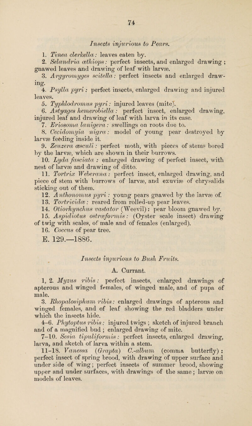 Insects injurious to Pears. 1. Tinea clerkella: leaves eaten by. 2. Selandria cethiops: perfect insects, and enlarged drawing ; gnawed leaves and drawing of leaf with larvae. 3. Argyromyges scitella: perfect insects and enlarged draw¬ ing- 4. Psylla pyri: perfect insects, enlarged drawing and injured leaves. 5. Typhlodromus pyri: injured leaves (mite)'. 6. Astyages hemerobiella: perfect insect, enlarged drawing, injured leaf and drawing of leaf with larva in its case. 7. Eriosoma lanigera: swellings on roots due to, 8. Cecidomyia nigra: model of young pear destroyed by larvae feeding inside it. 9. Zeuzera cesculi: perfect motli, with pieces of stems bored by the larvae, which are shown in their burrows. 10. Lyda fasciata : enlarged drawing of perfect insect, with nest of larvae and drawing of ditto. 11. Tortrix Weberana: perfect insect, enlarged drawing, and piece of stem with burrows of larvae, and exuviae of chrysalids sticking out of them. 12. Anthonomus pyri : young pears gnawed by the larvae of. 13. Tortricidce: reared from rolled-up pear leaves. 14. Otiorhynchus vastator (Weevil) : pear bloom gnawed by. 15. Aspidiotus ostrceformis: (Oyster scale insect) drawing of twig with scales, of male and of females (enlarged). 16. Coccus of pear tree. E. 129.—1886. Insects injurious to Bush Fruits. A. Currant. 1, 2. Myzus ribis: perfect insects, enlarged drawings of apterous and winged females, of winged male, and of pupa of male. 3. Rhopalosiphum ribis: enlarged drawings of apterous and winged females, and of leaf showing the red bladders under which the insects hide. 4-6. Phytoptus ribis: injured twigs ; sketch of injured branch and of a magnified bud ; enlarged drawing of mite. 7-10. Sesia tipuliformis: perfect insects, enlarged drawing, larva, and sketch of larva within a stem. 11-18. Vanessa (Grapta) C.-album (comma butterfly) : perfect insect of spring brood, with drawing of upper surface and under side of wing; perfect insects of summer brood, showing upper and under surfaces, with drawings of the same; larvae on models of leaves.