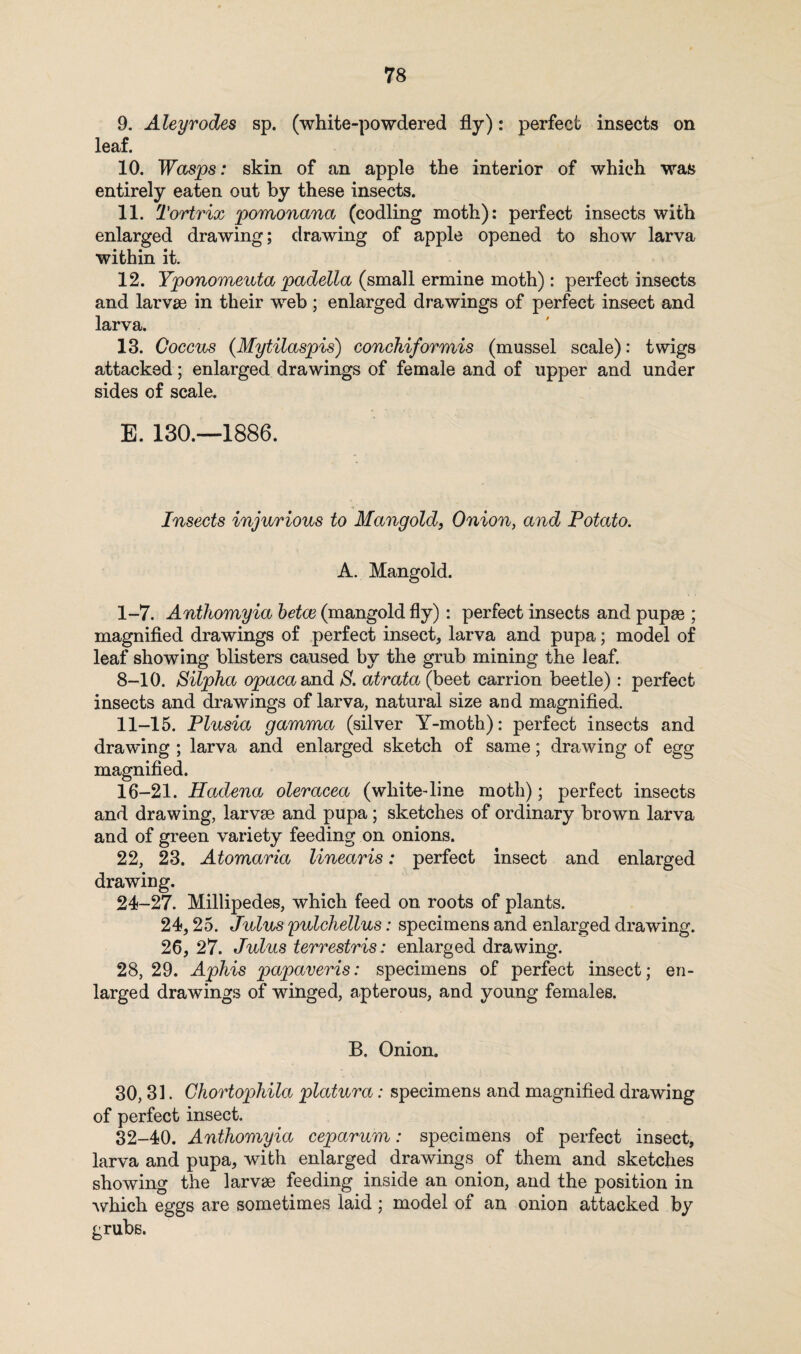9. Aleyrodes sp. (white-powdered fly): perfect insects on leaf. 10. Wasps: skin of an apple the interior of which was entirely eaten out by these insects. 11. Tortrix pomonana (codling moth): perfect insects with enlarged drawing; drawing of apple opened to show larva within it. 12. Yponomeuta padella (small ermine moth): perfect insects and larvae in their web ; enlarged drawings of perfect insect and larva. 13. Coccus (Mytilaspis) conchiformis (mussel scale): twigs attacked; enlarged drawings of female and of upper and under sides of scale. E. 130.—1886. Insects injurious to Mangold, Onion, and Potato. A. Mangold. I- 7. Anthomyia betce (mangold fly): perfect insects and pupae ; magnified drawings of perfect insect, larva and pupa; model of leaf showing blisters caused by the grub mining the leaf. 8-10. Silpha opaca and 8. atrata (beet carrion beetle) : perfect insects and drawings of larva, natural size and magnified. II- 15. Plusia gamma (silver Y-moth): perfect insects and drawing ; larva and enlarged sketch of same; drawing of egg magnified. 16-21. Hadena oleracea (white-line moth); perfect insects and drawing, larvae and pupa; sketches of ordinary brown larva and of green variety feeding on onions. 22, 23. Atomaria linearis: perfect insect and enlarged drawing. 24-27. Millipedes, which feed on roots of plants. 24,25. Julus pulchellus: specimens and enlarged drawing. 26, 27. Julus terrestris: enlarged drawing. 28, 29. Aphis papaveris: specimens of perfect insect; en¬ larged drawings of winged, apterous, and young females. B, Onion. 30,31. Chortophila platura: specimens and magnified drawing of perfect insect. 32-40. Anthomyia ceparum: specimens of perfect insect, larva and pupa, with enlarged drawings of them and sketches showing the larvae feeding inside an onion, and the position in which eggs are sometimes laid ; model of an onion attacked by grubs.