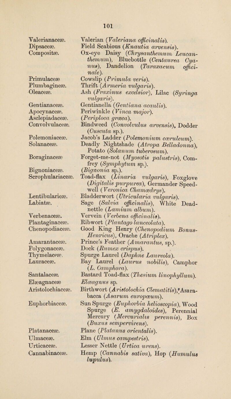 Yalerianacese. Dipsacese. Composite. Primulacese Plumbaginese. Oleacem. Gentianacese. Apocynaceae. Asclepiadaceae. Convolvulaceae. Polemoniacese. Solanaceae. Boraginaceae Bignoniaceae. Scrophulariaceae. Lentibularieae. Labiatae. Yerbenaceae. Plantaginaceae, Chenopodiaceae. Amarantaceae. Polygonaceae. Thymelaceae, Lauraceae. Santalaceaa. Eiaeagnaceae Aristolochiaceae. Euphorbiaceae. Platanaceae. Ulmaceae. Urticaceae. Cannabinaceae. Yalerian ('Valeriana officinalis). Field Scabious (Knautia arvensis). Ox-eye Daisy (Chrysanthemum Leucan- themum), Bluebottle (Centaurea Cya- nus), Dandelion (Taraxacum offici¬ nale). Cowslip (Primula veris). Thrift (Armeria vulgaris). Ash (Fraxinus excelsior), Lilac (Syringa vulgaris). Gentianella (Gentiana acaulis). Periwinkle (Vinca major). (Periploca grceca). Bindweed (Convolvulus arvensis), Dodder (Cuscuta sp.). Jacob’s Ladder (Polemonium cceruleum). Deadly Nightshade (Atropa Belladonna), Potato (Solanum tuberosum). Forget-me-not (Myosotis palustris), Com- frey (Symphytum sp.). (Bignonia sp.). Toad-flax (Linaria vulgaris), Foxglove (Digitalis purpurea), Germander Speed¬ well (Veronica Chamcedrys). Bladderwort (TJtricularia vulgaris). Sage (Salvia officinalis), White Dead- nettle (Lamium album). Yervein (Verbena officinalis). Ribwort (Plantago lanceolata). Good King Henry (Chenopodium Bonus- Henricus), Orache (Atriplex). Prince’s Feather (Amarantus, sp.). Dock (Rumex crispus). Spurge Laurel (Daphne Laureola). Bay Laurel (Laurus nobilis), Camphor (L. Camphora). Bastard Toad-flax (Thesium linophyllum). Elceagnus sp. Birthwort (Aristolochia Clematitis)®Asara- bacca (Asarum europceum). Sun Spurge (Euphorbia helioscopia), Wood Spurge (E. amygdaloides), Perennial Mercury (Mercuriaks perennis), Box (Buxus sempervirens). Plane (Platanus orientalis). Elm ( Ulmus campestris). Lesser Nettle (Urtica urens). Hemp (Cannabis sativa), Hop (Humulus lupulus).