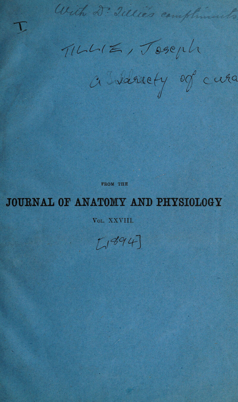 ^ / e/t L \ oqC c uAq FROM THE JOURNAL OR ANATOMY AND PHYSIOLOGY Vol. XXYIII.