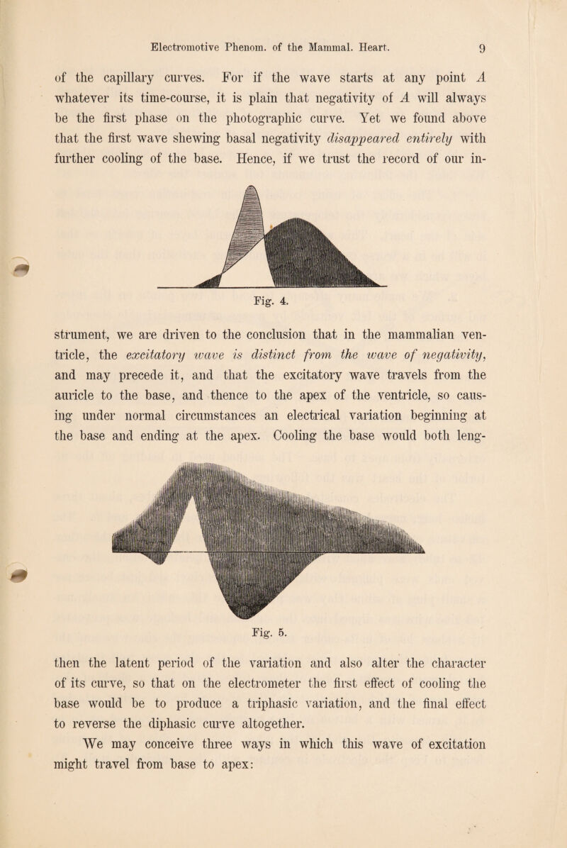 of the capillary curves. For if the wave starts at any point A whatever its time-course, it is plain that negativity of A will always be the first phase on the photographic curve. Yet we found above that the first wave shewing basal negativity disappeared entirely with further cooling of the base. Hence, if we trust the record of our in- Fig. 4. strument, we are driven to the conclusion that in the mammalian ven¬ tricle, the excitatory ivave is distinct from the wave of negativity, and may precede it, and that the excitatory wave travels from the auricle to the base, and thence to the apex of the ventricle, so caus¬ ing under normal circumstances an electrical variation beginning at the base and ending at the apex. Cooling the base would both leng- Fig. 5. then the latent period of the variation and also alter the character of its curve, so that on the electrometer the first effect of cooling the base would be to produce a triphasic variation, and the final effect to reverse the diphasic curve altogether. We may conceive three ways in which this wave of excitation might travel from base to apex: