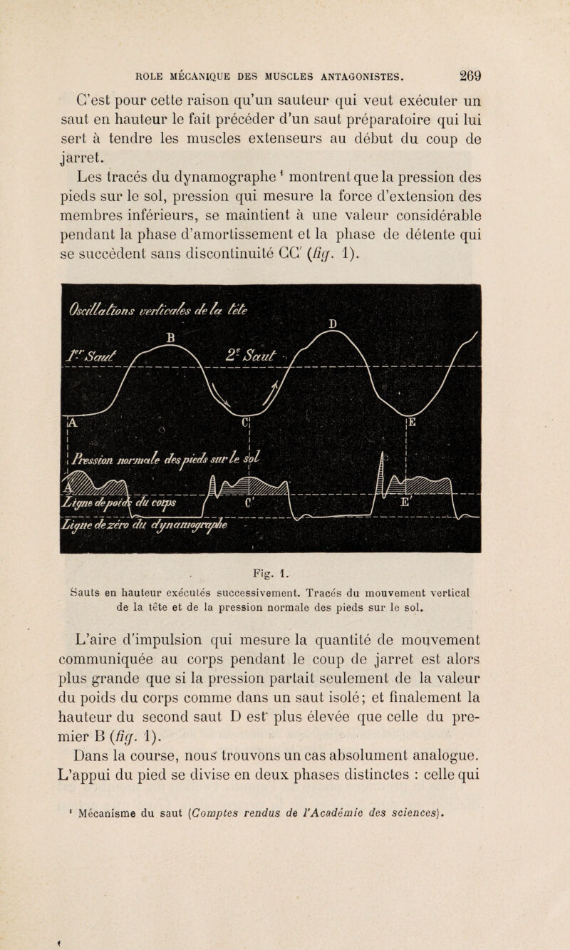 C’est pour cette raison qu’un sauteur qui veut exécuter un saut en hauteur le fait précéder d’un saut préparatoire qui lui sert à tendre les muscles extenseurs au début du coup de jarret. Les tracés du dynamographe1 montrent que la pression des pieds sur le sol, pression qui mesure la force d’extension des membres inférieurs, se maintient à une valeur considérable pendant la phase d’amortissement et la phase de détente qui se succèdent sans discontinuité CG' (fie/. 1). Fig. 1. Sauts en hauteur exécutés successivement. Tracés du mouvement vertical de la tête et de la pression normale des pieds sur le sol. L’aire d’impulsion qui mesure la quantité de mouvement communiquée au corps pendant le coup de jarret est alors plus grande que si la pression partait seulement de la valeur du poids du corps comme dans un saut isolé ; et finalement la hauteur du second saut D est plus élevée que celle du pre¬ mier B (fi cf. 1). Dans la course, nous trouvons un cas absolument analogue. L’appui du pied se divise en deux phases distinctes : celle qui