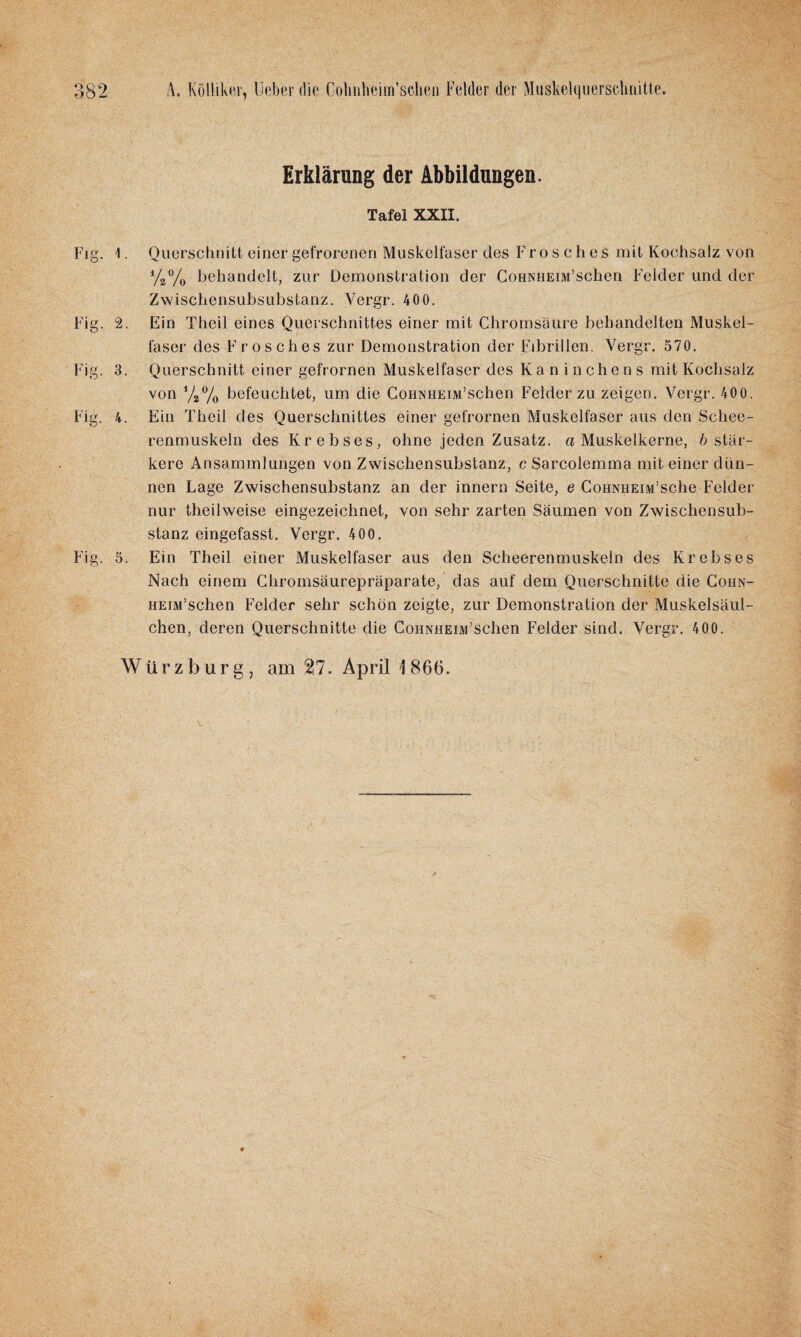 Erklärung der Abbildungen. Tafel XXII. Fig. 1. Querschnitt einer gefrorenen Muskelfaser des Frosches mit Kochsalz von % % behandelt, zur Demonstration der Cohnhe im’sehen Felder und der Zwischensubsubstanz. Vergr. 400. Fig. 2. Ein Theil eines Querschnittes einer mit Chromsäure behandelten Muskel¬ faser des Frosches zur Demonstration der fubrillen. Vergr. 570. Fig. 3. Querschnitt einer gefrornen Muskelfaser des Kaninchens mit Kochsalz von 72% befeuchtet, um die CouNHEiivi’schen Felder zu zeigen. Vergr. 400. Fig. 4. Ein Theil des Querschnittes einer gefrornen Muskelfaser aus den Schee- renmuskeln des Krebses, ohne jeden Zusatz, a Muskelkerne, b stär¬ kere Ansammlungen von Zwischensubstanz, c Sarcolemma mit einer dün¬ nen Lage Zwischensubstanz an der innern Seite, e CoHNHEiM’sche Felder nur theilweise eingezeichnet, von sehr zarten Säumen von Zwischensub¬ stanz eingefasst. Vergr. 400. Fig. 5. Ein Theil einer Muskelfaser aus den Scheerenmuskein des Krebses Nach einem Chromsäurepräparate, das auf dem Querschnitte die Cohn- HEiM’schen Felder sehr schön zeigte, zur Demonstration der Muskelsäul- chen, deren Querschnitte die CoHNHEiM’schen Felder sind. Vergr. 400. Würzburg, am 27. April 1866.