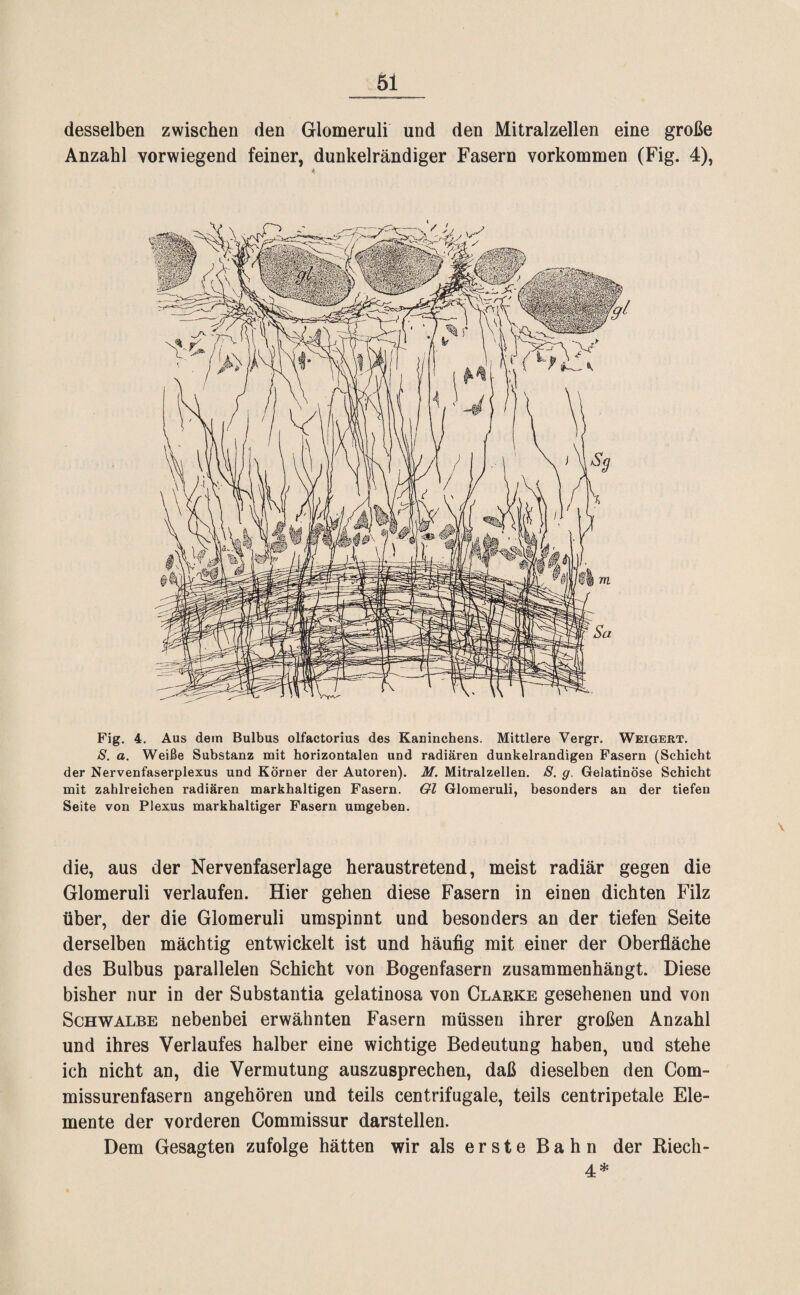 desselben zwischen den Glomeruli und den Mitralzellen eine große Anzahl vorwiegend feiner, dunkelrändiger Fasern Vorkommen (Fig. 4), Fig. 4. Aus dem Bulbus olfactorius des Kaninchens. Mittlere Vergr. Weigert. 8. a. Weiße Substanz mit horizontalen und radiären dunkelrandigen Fasern (Schicht der Nervenfaserplexus und Körner der Autoren). M. Mitralzellen. 8. g. Gelatinöse Schicht mit zahlreichen radiären markhaltigen Fasern. Ol Glomeruli, besonders an der tiefen Seite von Plexus markhaltiger Fasern umgeben. die, aus der Nervenfaserlage heraustretend, meist radiär gegen die Glomeruli verlaufen. Hier gehen diese Fasern in einen dichten Filz über, der die Glomeruli umspinnt und besonders an der tiefen Seite derselben mächtig entwickelt ist und häufig mit einer der Oberfläche des Bulbus parallelen Schicht von Bogenfasern zusammenhängt. Diese bisher nur in der Substantia gelatinosa von Clarke gesehenen und von Schwalbe nebenbei erwähnten Fasern müssen ihrer großen Anzahl und ihres Verlaufes halber eine wichtige Bedeutung haben, und stehe ich nicht an, die Vermutung auszusprechen, daß dieselben den Com¬ missurenfasern angehören und teils centrifugale, teils centripetale Ele¬ mente der vorderen Commissur darstellen. Dem Gesagten zufolge hätten wir als erste Bahn der Riech- 4*