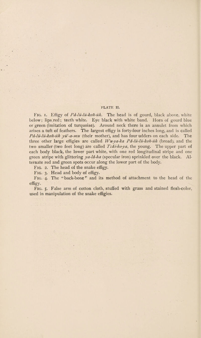 PLATE II. Fig. i. Effigy of Pd-lii-lii-koh-uh. The head is of gourd, black above, white below; lips red; teeth white. Eye black with white band. Horn of gourd blue or green (imitation of turquoise). Around neck there is an annulet from which arises a tuft of feathers. The largest effigy is forty-four inches long, and is called Pa-lu-lu-kon-iih yii'-a-mu (their mother), and has four udders on each side. The three other large effigies are called Wu-ya-ka Pa-lu-lii-kon-iih (broad), and the two smaller (two feet long) are called Tcai-ho-ya, the young. The upper part of each body black, the lower part white, with one red longitudinal stripe and one green stripe with glittering ya-ld-ha (specular iron) sprinkled over the black. Al¬ ternate red and green spots occur along the lower part of the body. Fig. 2. The head of the snake effigy. Fig. 3. Head and body of effigy. Fig. 4. The “back-bone” and its method of attachment to the head of the effigy. Fig. 5. False arm of cotton cloth, stuffed with grass and stained flesh-color, used in manipulation of the snake effigies.