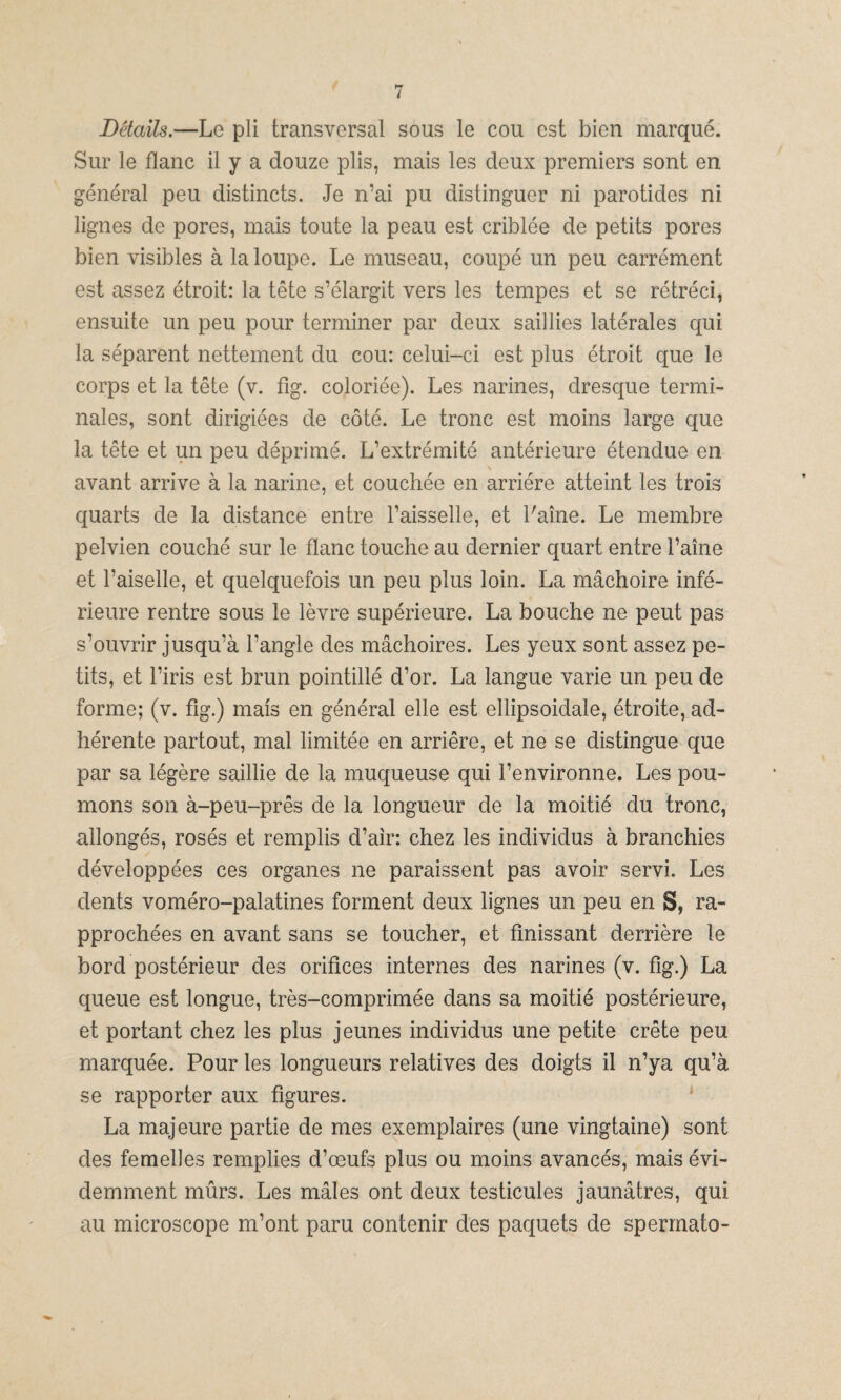 Détails.—Le pli transversal sous le cou cst bien marqué. Sur le flanc il y a douzc plis, mais les cleux premiers sont en general peu distincts. Je ir ai pu distinguer ni parotides ni lignes de pores, mais toute la peau est criblée de petits pores bien visibles á la loupe. Le museau, coupé un peu carrément est assez étroit: la tete s’élargit vers les tempes et se rétréci, ensuite un peu pour terminer par deux saillies laterales qui la séparent nettement du cou: celui-ci est plus étroit que le corps et la tete (v. fig. coloriée). Les narines, dresque termi¬ nales, sont dirigiées de coté. Le tronc est moins large que la tete et un peu déprimé. L’extrémité antérieure étendue en avant arrive á la narine, et couchée en arriére atteint les trois quarts de la distance entre l’aisselle, et Paine. Le membre pelvien couché sur le flanc touche au dernier quart entre Paine et l’aiselle, et quelquefois un peu plus loin. La máchoire infé- rieure rentre sous le lévre supérieure. La bouche ne peut pas s’ouvrir jusqu’á l’angle des máchoires. Les yeux sont assez pe¬ tits, et l’iris est brun pointillé d’or. La langue varíe un peu de forme; (v. fig.) mais en général elle est ellipsoidale, étroite, ad- hérente partout, mal limitée en arriére, et ne se distingue que par sa légére saillie de la muqueuse qui Penvironne. Les pou- mons son á-peu-prés de la longueur de la moitié du tronc, allongés, rosés et remplis d’air: chez les individus á branchies développées ces organes ne paraissent pas avoir serví. Les dents voméro-palatines forment deux lignes un peu en S, ra- pprochées en avant sans se toucher, et finissant derriére le bord postérieur des orífices internes des narines (v. fig.) La queue est longue, trés-comprimée dans sa moitié postérieure, et portant chez les plus jeunes individus une petite créte peu marquée. Pour les longueurs relatives des doigts il n’ya, qu’á se rapporter aux figures. La majeure partie de mes exemplaires (une vingtaine) sont des fe melles remplies d’oeufs plus ou moins avancés, mais évi- demment mürs. Les males ont deux testicules jaunátres, qui au microscope m’ont paru contenir des paquets de spermato-