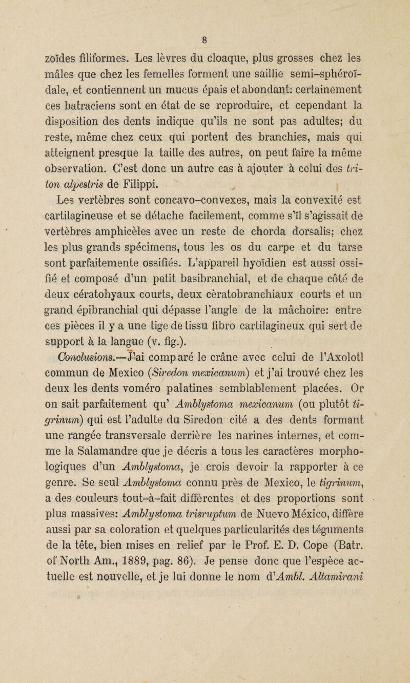 zo'ides filiformes. Les lévres du cloaque, plus grosses chez les máles que chez les femelles forment une saillie semi-sphéroí- dale, et contiennent un mucus épais et abondant: certainement ces batraciens sont en état de se reproduire, et cependant la disposition des dents indique qu’ils ne sont pas adultes; du reste, rnéme chez ceux qui portent des branchies, mais qui atteignent presque la taille des autres, on peut faire la méme observation. C’est done un autre cas á ajouter á celui des tri¬ tón alpestiis de Filippi. Les vertebres sont concavo-convexes, mais la convexité est cartilagineuse et se détache facilement, comme s’il s’agissait de vertebres amphicéles avec un reste de chorda dorsalis; chez les plus grands spécimens, tous les os du carpe et du tarse sont parfaitemente ossifiés. L’appareil hyo'idien est aussi ossi- fié et composé d’un petit basibranchial, et de chaqué cote de deux cératohyaux courts, deux cératobranchiaux courts et un grand épibranchial qui dépasse l’angle de la máchoire: entre ces piéces il y a une tige de tissu fibro cartilagineux qui sert de support á la langue (v. fig.). <*Mk> Conclusions.—J’ai comparé le cráne avec celui de l’Axolotl commun de México (Siredon mexicanum) et j’ai trouvé chez les deux les dents voméro palatines semblablement placées. Or on sait parfaitement qu’ Amblystoma mexicanum (ou plutót ti- grinum) qui est l’adulte du Siredon cité a des dents formant une rangée transversale derriére les narines internes, et com¬ me la Salamandre que je décris a tous les caracteres morpho- logiques d’un Amblystoma, je crois devoir la rapporter á ce genre. Se seul Amblystoma connu prés de México, le tigrinum, a des couíeurs tout-á-fait différentes et des proportions sont plus massives: Amblystoma trisruptum de Nuevo México, difiere aussi par sa coloration et quelques particularités des téguments de la tete, bien mises en relief par le Prof. E. D. Cope (Batr. of North Am., 1889, pag. 86). Je pense done que l’espéce ac- tuelle est nouvelle, et je lui donne le nom A'Ambl. Altamirani