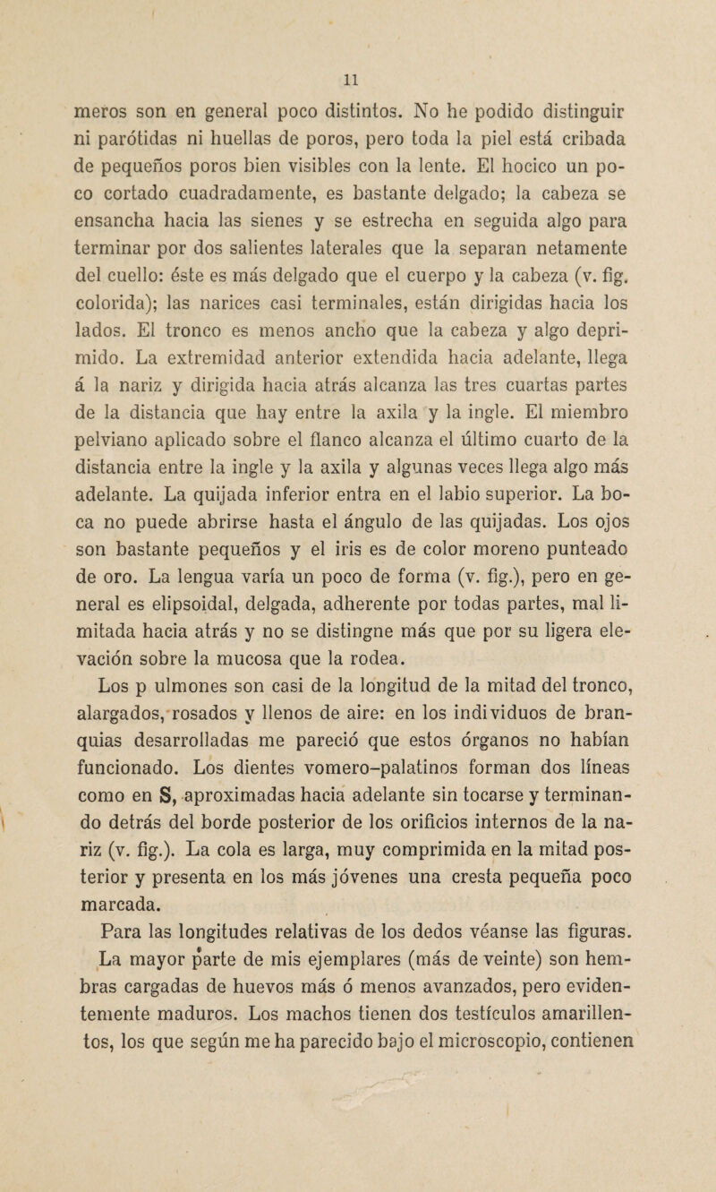 meros son en general poco distintos. No he podido distinguir ni parótidas ni huellas de poros, pero toda la piel está cribada de pequeños poros bien visibles con la lente. El hocico un po¬ co cortado cuadradamente, es bastante delgado; la cabeza se ensancha hacia las sienes y se estrecha en seguida algo para terminar por dos salientes laterales que la separan netamente del cuello: éste es más delgado que el cuerpo y la cabeza (v. fig. colorida); las narices casi terminales, están dirigidas hacia los lados. El tronco es menos ancho que la cabeza y algo depri¬ mido. La extremidad anterior extendida hacia adelante, llega á la nariz y dirigida hacia atrás alcanza las tres cuartas partes de la distancia que hay entre la axila y la ingle. El miembro pelviano aplicado sobre el flanco alcanza el último cuarto de la distancia entre la ingle y la axila y algunas veces llega algo más adelante. La quijada inferior entra en el labio superior. La bo¬ ca no puede abrirse hasta el ángulo de las quijadas. Los ojos son bastante pequeños y el iris es de color moreno punteado de oro. La lengua varía un poco de forma (v. fig.), pero en ge¬ neral es elipsoidal, delgada, adherente por todas partes, mal li¬ mitada hacia atrás y no se distingne más que por su ligera ele¬ vación sobre la mucosa que la rodea. Los p ulmones son casi de la longitud de la mitad del tronco, alargados, rosados y llenos de aire: en los individuos de bran¬ quias desarrolladas me pareció que estos órganos no habían funcionado. Los dientes vomero-palatinos forman dos líneas como en S, aproximadas hacia adelante sin tocarse y terminan¬ do detrás del borde posterior de los orificios internos de la na¬ riz (v. fig.). La cola es larga, muy comprimida en la mitad pos¬ terior y presenta en los más jóvenes una cresta pequeña poco marcada. Para las longitudes relativas de los dedos véanse las figuras. La mayor parte de mis ejemplares (más de veinte) son hem¬ bras cargadas de huevos más ó menos avanzados, pero eviden¬ temente maduros. Los machos tienen dos testículos amarillen¬ tos, los que según me ha parecido bajo el microscopio, contienen