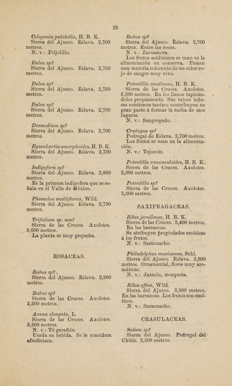 Cologaniapulchella, H. B. K. Sierra del Ajusco. Eslava. 2,700 metros. N. v.: Frijolillo. Dalea sp9 Sierra del Ajusc< metros. Dalea sp9 Sierra del Ajusc< metros. Dalea sp9 Sierra del Ajusc< metros. Desmodium sp9 Sierra del Ajusc< metros. Eysenhartia amorphoides, H. B. K. Sierra del Ajusco. Eslava. 2,700 metros. Rabus sp9 Sierra del Ajusco. Eslava. 2,700 metros. Entre las rocas. N. v.: Zarzamora. Los frutos acidísimos se usan en la alimentación en conserva. Tienen Eslava. 2,700 una materia colorante de un color ro¬ jo de sangre muy vivo. Potentilla candicans, H. B. K. Eslava. 2,700 Sierra de las Cruces. Axolotes. 3,500 metros. En los llanos tapizán¬ dolos propiamente. Sus raíces leño¬ sas contienen tanino; contribuyen en Eslava. 2,700 gran parte á formar la turba de esos lugares. N. v.: Sangregado. * Eslava. 2,700 Cratoegus sp9 Pedregal de Eslava. 2,700 metros. Los frutos se usan en la alimenta¬ ción. N. v.: Tejocote. i Indigo/era sp9 Sierra del Ajusco. Eslava. 2,800 metros. Es la primera indigofera que se se¬ ñala en el Valle de México. Phaseolus multifiorus, Wild. Sierra del Ajusco. Eslava. 2,700 metros. Potentilla ranunculoides, H. B. K. Sierra de las Cruces. Axolotes. 8,300 metros. Potentilla sp9 Sierra de las Cruces. Axolotes. 3,600 metros. SAXIFRAGACEAS. Trifolium sp. nov9 Sierra de las Cruces. Axolotes. 3,600 metros. La planta es muy pequeña. Ribes jorullense, H. B. K. Sierra de las Cruces. 3,400 metros. En las barrancas. Se atribuyen propiedades eméticas á los frutos. N. v.: Saracuacbo. ROSACEAS. Rubus sp9 , Sierra del Ajusco. Eslava. 2,900 metros. Rubus sp9 Sierra de las Cruces. Axolotes. 3,300 metros. Acoena elongata, L. Sierra de las Cruces. Axolotes. 3,300 metros. N. v.: Té garañón. Usada en bebida. Se le considera afrodisiaca. Philadelphus mexicanas, Scbl. Sierra del Ajusco. Eslava. 2,800 metros. Ornamental, flores muy aro¬ máticas. N. v.: Jazmín, mosqueta. Ribes affine, Wild. Sierra del Ajusco. 3,900 metros. En las barrancas. Los frutos son emé¬ ticos. N. v.: Saracuacbo. CRASULACEAS. Sedum sp9 Sierra del Ajusco. Pedregal del-' Cbitle. 2,500 metros.