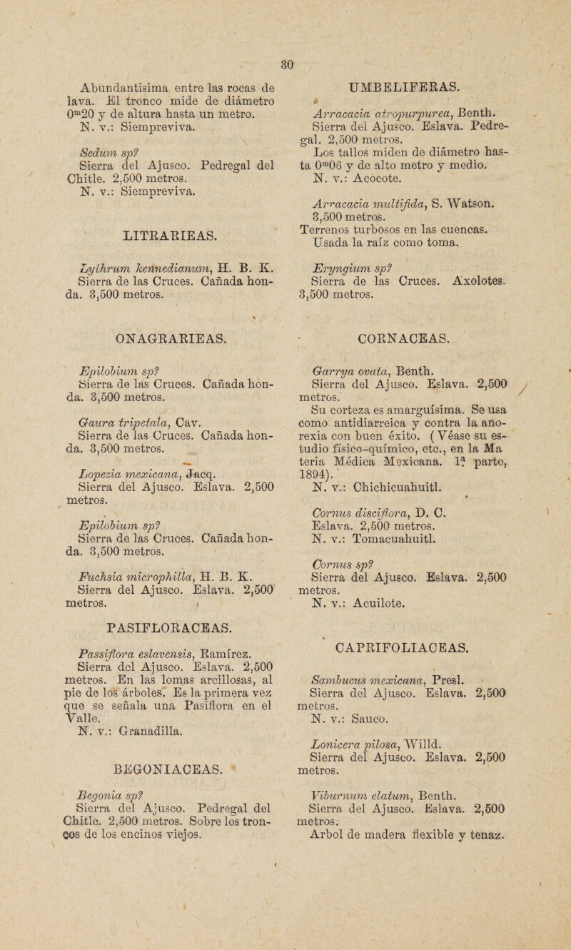 Abundantísima entre las rocas de lava. El tronco mide de diámetro 0m20 y de altura basta un metro. N. v.: Siempreviva. Sedum sp? Sierra del Ajusco. Pedregal del Cbitle. 2,500 metros. N. v.: Siempreviva. LITRARÍEAS. Lyíhrum kennedianum, H. B. K. Sierra de las Cruces. Cañada hon¬ da. 3,500 metros. ONAGRARIEAS. Epilobium sp? Sierra de las Cruces. Cañada hon¬ da. 3,500 metros. Qaura tripétala, Cav. Sierra de las Cruces. Cañada hon¬ da. 3,500 metros. Lopezia mexicana, Jacq. Sierra del Ajusco. Eslava. 2,500 metros. Epilobvum sp? Sierra de las Cruces. Cañada hon¬ da. 3,500 metros. Fuchsia microphilla, H. B. K. Sierra del Ajusco. Eslava. 2,500 metros. < PASIFLORACEAS. Passiflora eslavensis, Ramírez. Sierra del Ajusco. Eslava. 2,500 metros. En las lomas arcillosas, al pie de los árboles. Es la primera vez que se señala una Pasiflora en el Valle. N. v.: Granadilla. BEGONI ACEAS. Begonia sp? Sierra del Ajusco. Pedregal del Chitle. 2,500 metros. Sobre los tron¬ cos de los encinos viejos. UMBELIFERAS. é Arracada atropurpúrea, Benth. Sierra del Ajusco. Eslava. Pedre¬ gal. 2,500 metros. Los tallos miden de diámetro has¬ ta 0m08 y de alto metro y medio. N. v.: Acocote. Arracada multifida, S. Watson, 3,500 metras. Terrenos turbosos en las cuencas. Usada la raíz corno toma. Eryngium sp? Sierra de las Cruces. Axolotes. 3,500 metros. CORNACEAS. Garrya ovata, Benth. Sierra del Ajusco. Eslava. 2,500 metros.' Su corteza es amarguísima. Se usa como antidiarreica y contra la ano¬ rexia con buen éxito. (Véase su es¬ tudio físico-químico, etc., en la Ma teria Médica Mexicana. U parte, 1894). ’ N. v.: Chichicuahuitl. * Cornus disdflora, D. C. Eslava. 2,500 metros. N. v.: Tomacuahuitl. Cornus sp? Sierra del Ajusco. Eslava. 2,500 metros. N. v.: Acuilote. CAPRIFOLIACEAS. Sambucus mexicana, Presl. Sierra del Ajusco. Eslava. 2,500 metros. N. v.: Saúco. Lonicera pilosa, Willd. Sierra del Ajusco. Eslava. 2,500 metros. Viburnum elatum, Benth. Sierra del Ajusco. Eslava. 2,500 metros.- Arbol de madera flexible y tenaz.