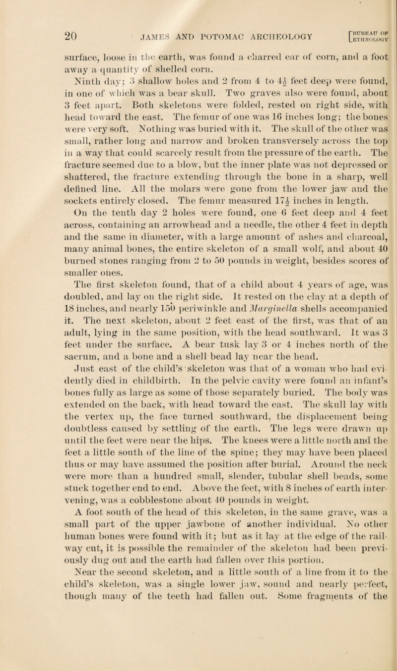 surface, loose in tlie earth, was found a charred ear of corn, and a foot away a quantity of shelled corn. Ninth day; 3 shallow holes and 2 from 4 to 4| feet deep wTere found, in one of which was a hear skull. Two graves also were found, about 3 feet apart. Both skeletons were folded, rested on right side, wTitk head toward the east. The femur of one was 1G inches long; the bones were very soft. Nothing was buried with it. The skull of the other was small, rather long and narrow and broken transversely across the top in a way that could scarcely result from the pressure of the earth. The fracture seemed due to a blow, but the inner plate was not depressed or shattered, the fracture extending through the bone in a sharp, well defined line. All the molars were gone from the lower jaw and the sockets entirely closed. The femur measured 17b inches in length. On the tenth day 2 holes were found, one G feet deep and 4 feet across, containing an arrowhead and a needle, the other 4 feet in depth and the same in diameter, with a large amount of ashes and charcoal, many animal bones, the entire skeleton of a small wolf, and about 40 burned stones ranging from 2 to 50 pounds in weight, besides scores of smaller ones. The first skeleton found, that of a child about 4 years of age, was doubled, and lay on the right side. It rested on the clay at a depth of * 18 inches, and nearly 150 periwinkle and Marginella shells accompanied it. The next skeleton, about 2 feet east of the first, was that of an adult, lying in the same position, with the head southward. It was 3 feet under the surface. A bear tusk lay 3 or 4 inches north of the sacrum, and a bone and a shell bead lay near the head. Just east of the child’s skeleton was that of a woman who had evi¬ dently died in childbirth. In the pelvic cavity were found an infant’s bones fully as large as some of those separately buried. The body was extended on the back, with head toward the east. The skull lay with the vertex up, the face turned southward, the displacement being doubtless caused by settling of the earth. The legs were drawn up until the feet were near the hips. The knees were a little north and the feet a little south of the line of the spine; they may have been placed thus or may have assumed the position after burial. Around the neck were more than a hundred small, slender, tubular shell beads, some stuck together end to end. Above the feet, with 8 inches of earth inter¬ vening, was a cobblestone about 40 pounds in weight. A foot south of the head of this skeleton, in the same grave, was a small part of the upper jawbone of another individual. No other human bones were found with it; but as it lay at the edge of the rail¬ way cut, it is possible the remainder of the skeleton had been previ¬ ously dug out and the earth had fallen over this portion. Near the second skeleton, and a little south of a line from it to the child’s skeleton, was a single lower jaw, sound and nearly perfect, though many of the teeth had fallen out. Some fragments of the