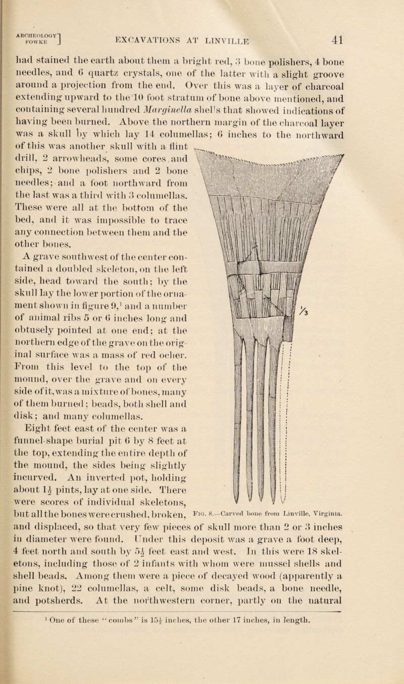 FOWKE J EXCAVATIONS AT LINVILLE 41 liad stained the earth about them a bright red, 3 bone polishers, 4 bone needles, and 6 quartz crystals, one of the latter with a slight groove around a projection from the end. Over this was a layer of charcoal extending upward to the 10 foot stratum of bone above mentioned, and containing several hundred Marginella shells that showed indications of having been burned. Above the northern margin of tlie charcoal layer was a skull by which lay 14 columellas5 (> inches to the northward of this was another skull with a Hint M drill, 2 arrowheads, some cores.and chips, 2 bone polishers and 2 bone needles;> and a foot northward from the last was a third with 3 columellas. These were all at the bottom of the bed, and it was impossible to trace any connection between them and the other bones. A grave southwest of the center con¬ tained a doubled skeleton, on the left side, head toward the south; by the skull lay the lower portion of the orna¬ ment shown in figure 9,1 and a number of animal ribs 5 or fi inches long and obtusely pointed at one end; at the northern edge of the grave on the orig¬ inal surface was a mass of red ocher. From this level to the top of the mound, over the grave and on every side of it, was a mixture of bones, many of them burned; beads, both shell and disk; and many columellas. Eight feet east of the center was a funnel-shape burial pit 6 by 8 feet at the top, extending the entire depth of the mound, the sides being slightly incurved. An inverted pot, holding about 1J pints, lay at one side. There were scores of individual skeletons, but all the bones were crushed, broken , FlG- 8-—Carved bone from Linville, Virginia. and displaced, so that very few pieces of skull more than 2 or 3 inches in diameter were found. Under this deposit was a grave a foot deep, 4 feet north and south by 5.J feet east and west. I11 this were 18 skel¬ etons, including those of 2 infants with whom were mussel shells and shell beads. Among them were a piece of decayed wood (apparently a pine knot), 22 columellas, a celt, some disk beads, a bone needle, and potsherds. At the northwestern corner, partly on the natural