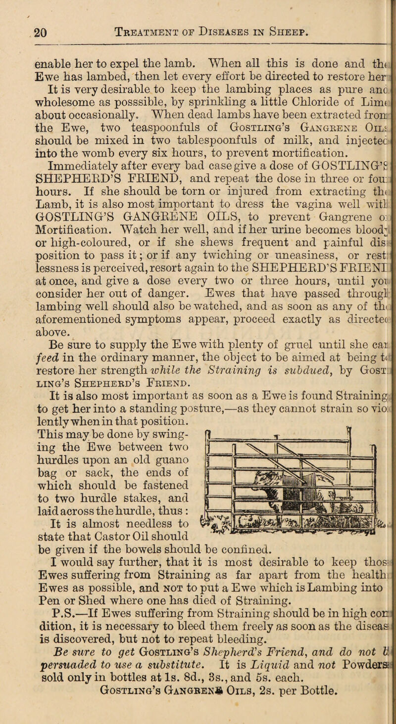 enable her to expel the lamb. When all this is done and th< Ewe has lambed, then let every effort be directed to restore her It is very desirable to keep the lambing places as pure anc wholesome as posssible, by sprinkling a little Chloride of Limi about occasionally. When dead lambs have been extracted from the Ewe, two teaspoonfuls of Gostling’s Gangrene Oiia should be mixed in two tablespoonfuls of milk, and injectec into the womb every six hours, to prevent mortification. Immediately after every bad case give a dose of GOSTLING’S SHEPHERD’S FRIEND, and repeat the dose in three or fou: hours. If she should be torn or injured from extracting tin Lamb, it is also most important to dress the vagina well witli GOSTLING’S GANGRENE OILS, to prevent Gangrene o: Mortification. Watch her well, and if her urine becomes blood’ or high-coloured, or if she shews frequent and painful dis; position to pass it; or if any twiching or uneasiness, or rest; lessness is perceived, resort again to the SHEPHERD’S FRIENI at once, and give a dose every two or three hours, until you consider her out of danger. Ewes that have passed througli lambing well should also be watched, and as soon as any of th aforementioned symptoms appear, proceed exactly as directed above. Be sure to supply the Ewe with plenty of gruel until she car feed in the ordinary manner, the object to be aimed at being t< restore her strength ivhile the Straining is subdued, by Gost: ling’s Shepherd’s Friend. It is also most important as soon as a Ewe is found Straining to get her into a standing posture,—as they cannot strain so vio; lently when in that position. This may be done by swing¬ ing the Ewe between two hurdles upon an old guano bag or sack, the ends of which should be fastened to two hurdle stakes, and laid across the hurdle, thus : It is almost needless to state that Castor OR should be given if the bowels should be confined. I would say further, that it is most desirable to keep thos; Ewes suffering from Straining as far apart from the health! Ewes as possible, and not to put a Ewe which is Lambing into Pen or Shed where one has died of Straining. P.S.—If Ewes suffering from Straining should be in high con dition, it is necessary to bleed them freely as soon as the diseas is discovered, but not to repeat bleeding. Be sure to get Gostling’s Shepherd's Friend, and do not li persuaded to use a substitute. It is Liquid and not Powders: sold only in bottles at Is. 8d., 3s., and 5s. each. Gostling’s Gangrene Oils, 2s. per Bottle.