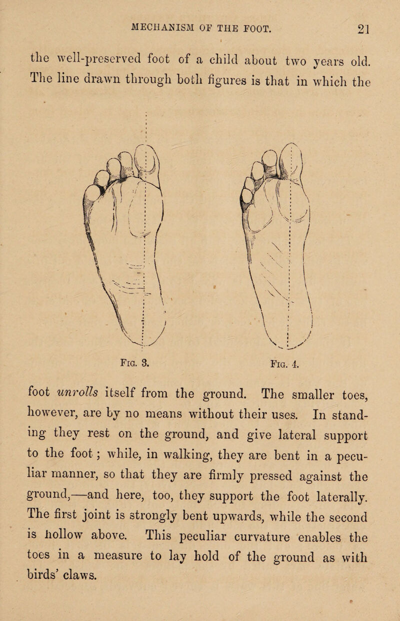 tiie well-preserved foot of a child about two years old. The line drawn through both figures is that in which the Fig. 3. Fig. 4, foot unrolls itself from the ground. The smaller toes, however, are by no means without their uses. In stand¬ ing they rest on the ground, and give lateral support to the foot; while, in walking, they are bent in a pecu¬ liar manner, so that they are firmly pressed against the ground,—and here, too, they support the foot laterally. The first joint is strongly bent upwards, while the second is hollow above. This peculiar curvature enables the toes in a measure to lay hold of the ground as with birds’ claws.