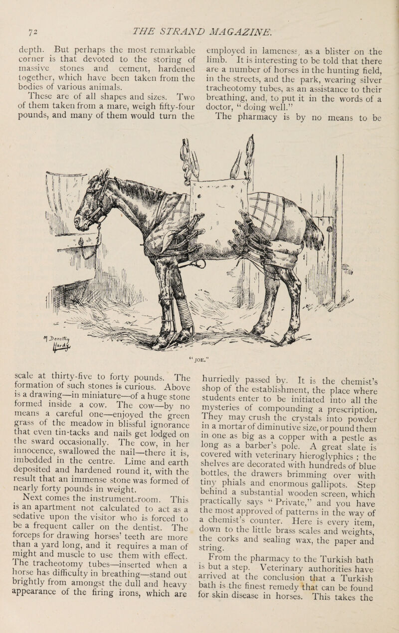 depth. But perhaps the most remarkable corner is that devoted to the storing of massive stones and cement, hardened together, which have been taken from the bodies of various animals. These are of all shapes and sizes. Two of them taken from a mare, weigh fifty-four pounds, and many of them would turn the employed in lameness^ as a blister .on the limb. It is interesting to be told that there are a number of horses in the hunting field, in the streets, and the park, wearing silver tracheotomy tubes, as an assistance to their breathing, and, to put it in the words of a doctor, “ doing well.” The pharmacy is by no means to be scale at thirty-five to forty pounds. The formation of such stones is curious. Above is a drawing—in miniature—of a huge stone formed inside a cow. The cow—by no means a careful one—enjoyed the green grass of the meadow in blissful ignorance that even tin-tacks and nails get lodged on the sward occasionally. The cow, in her innocence, swallowed the nail—there it is^ imbedded in the centre. Lime and earth deposited and hardened round it, with the result that an immense stone was formed of nearly forty pounds in weight. Next comes the instrumenLroom. This is an apartment not calculated to act as a sedativ^e upon the visitor who is forced to be a frequent caller on the dentist. The forceps for drawing horses’ teeth are more than a yard long, and it requires a man of might and muscle to use them with effect. 1 he tracheotomy tubes—inserted when a horse has difficulty in breathing—stand out brightly from amongst the dull and heavy appearance of the firing irons, which are hurriedly passed by. It is the chemist’s shop of the establishment, the place where students enter to be initiated into all the mysteries of compounding a prescription. They may crush the crystals into powder in a mortar of diminutive size, or pound them in one as big as a copper with a pestle as long as a barber’s pole. A great slate is covered with veterinary hieroglyphics ; the shelves are decorated with hundreds of blue bottles, the diawers brimming over with tiny phials and enormous gallipots. Step behind a substantial wooden screen, which practically says “ Private,” and you have the most approved of patterns in the way of a chemist’s counter. Here is every item, down to the little brass scales and weights, the corks and sealing wax, the paper and string. From the pharmacy to the Turkish bath IS but a step. Veterinary authorities have ailived at the conclusion that a Turkish bath is the finest remedy that can be found for skin disease in horses. This takes the