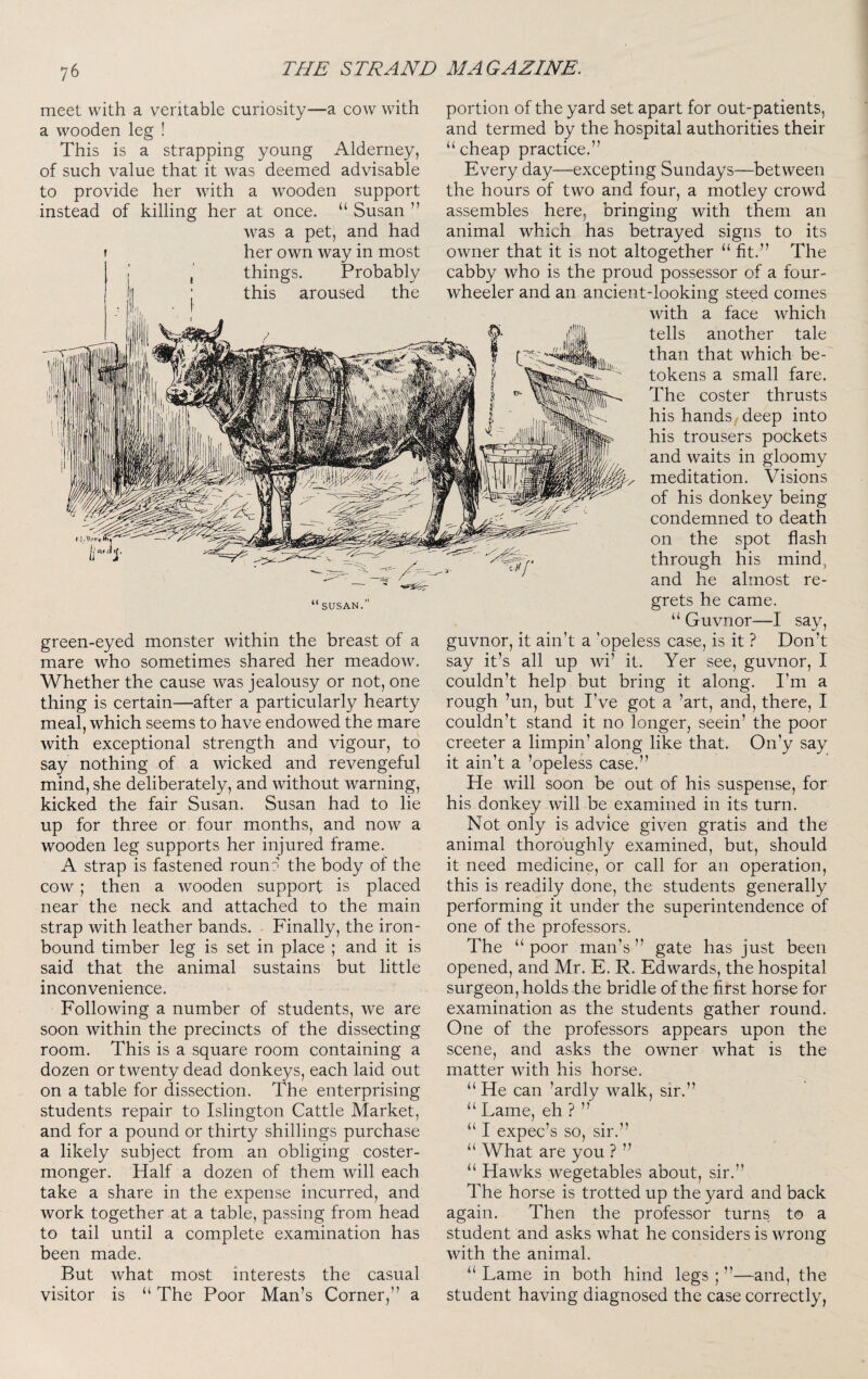 meet with a veritable curiosity—a cow with a wooden leg ! This is a strapping young Alderney, of such value that it was deemed advisable to provide her with a wooden support instead of killing her at once. “ Susan ” was a pet, and had t her own way in most “ SUSAN.’’ green-eyed monster within the breast of a mare who sometimes shared her meadow. Whether the cause was jealousy or not, one thing is certain—after a particularly hearty meal, which seems to have endowed the mare with exceptional strength and vigour, to say nothing of a wicked and revengeful mind, she deliberately, and without warning, kicked the fair Susan. Susan had to lie up for three or four months, and now a wooden leg supports her injured frame. A strap is fastened rouno the body of the cow; then a wooden support is placed near the neck and attached to the main strap with leather bands. Finally, the iron- bound timber leg is set in place ; and it is said that the animal sustains but little inconvenience. Following a number of students, we are soon within the precincts of the dissecting room. This is a square room containing a dozen or twenty dead donkeys, each laid out on a table for dissection. The enterprising students repair to Islington Cattle Market, and for a pound or thirty shillings purchase a likely subject from an obliging coster¬ monger. Half a dozen of them will each take a share in the expense incurred, and work together at a table, passing from head to tail until a complete examination has been made. But what most interests the casual visitor is “ The Poor Man’s Corner,” a portion of the yard set apart for out-patients, and termed by the hospital authorities their “cheap practice.” Every day—excepting Sundays—between the hours of two and four, a motley crowd assembles here, bringing with them an animal which has betrayed signs to its owner that it is not altogether “ fit.” The cabby who is the proud possessor of a four- wheeler and an ancient-looking steed comes with a face which tells another tale than that which be¬ tokens a small fare. The coster thrusts his hands, deep into his trousers pockets and waits in gloomy meditation. Visions of his donkey being condemned to death on the spot flash through his mind, and he almost re¬ grets he came. “ Guvnor—I say, guvnor, it ain’t a 'opeless case, is it ? Don’t say it’s all up wi’ it. Yer see, guvnor, I couldn’t help but bring it along. I’m a rough ’un, but I’ve got a ’art, and, there, I couldn’t stand it no longer, seein’ the poor creeter a limpin’ along like that. On’y say it ain’t a ’opeless case.” He will soon be out of his suspense, for his donkey will be examined in its turn. Not only is advice given gratis and the animal thoroughly examined, but, should it need medicine, or call for an operation, this is readily done, the students generally performing it under the superintendence of one of the professors. The “ poor man’s ” gate has just been opened, and Mr. E. R. Edwards, the hospital surgeon, holds the bridle of the first horse for examination as the students gather round. One of the professors appears upon the scene, and asks the owner what is the matter with his horse. “ He can ’ardly walk, sir.” “ Lame, eh ? ” “ I expec’s so, sir.” “ What are you ? ” “ Hawks wegetables about, sir.” The horse is trotted up the yard and back again. Then the professor turns to a student and asks what he considers is wrong with the animal. “ Lame in both hind legs ; ”—and, the student having diagnosed the case correctly.