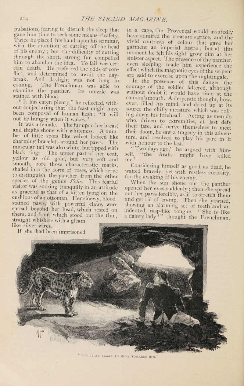 “the beast began to move towards him.” pulsations, fearing to disturb the sleep that gave him time to seek some means of safety. Twice he placed his hand upon his scimitar, with the intention of cutting off the head of his enemy ; but the difficulty of cutting through the short, strong fur compelled him to abandon the idea. To fail was cer¬ tain death. He preferred the odds of con¬ flict, and determined to await the day¬ break. And daylight was not long in coming. The Frenchman was able to examine the panther. Its muzzle was stained with blood. “ It has eaten plenty,” he reflected, with¬ out conjecturing that the feast might have been composed of human flesh ; “it wdll not be hungry when it wakes.” It was a female. The fur upon her breast and thighs shone wdth whiteness. A num¬ ber of little spots like velvet looked like charming bracelets around her paws. The muscular tail was also white, but tipped with black rings. The upper part of her coat, yellow as old gold, but very soft and smooth,^ bore those eharacteristie marks, shaded into the form of roses, Avhich serve to distinguish the panther from the other species of the genus Fells. This fearful visitor w^as snoring tranquilly in an attitude as graceful as that of a kitten lying on the cushions of an ottoman. Her sinewy, blood¬ stained paws, with powerful claws, were spread beyond her head, which rested on them, and front which stood out the thin, straight whiskers with a gleam like silver wires. If she had been imprisoned m a cage, the Provencal would assuredly have admired the creature’s graee, and the vivid contrasts of colour that gave her garment an imperial lustre j but at this moment he felt his sight grow dim at her sinister aspect. The presence of the panther, even sleeping, made him experience the effect which the magnetic eyes of the serpent are said to exercise upon the nightingale. In the presence of this danger the courage of the soldier faltered, although without doubt it would have risen at the eannon’smouth. A desperate thought, how¬ ever, filled his mind, and dried up at its souree the ehilly moisture rrhich was roll¬ ing down his forehead. Acting as men do who, driven to extremities, at last defy their fate, and nerve themselves to meet thefr doom, he saw a tragedy in this adven¬ ture, and resolved to play his part in it with honour to the last. “ Two days ago,” he argued wdth him¬ self, “the Arabs might have killed me.’’ Considering himself as good as dead, he waited bravely, yet with restless curiosity, for the awaking of his enemy. When the sun shone out, the panther opened her eyes suddenly^ then she spread out her paws forcibly, as if to stretch them and get rid of eramp. Then she yawned, showdng an alarming set of teeth and an indented, rasp-like tongue. “ She is like a dainty lady ! ” thought the Frenchman,