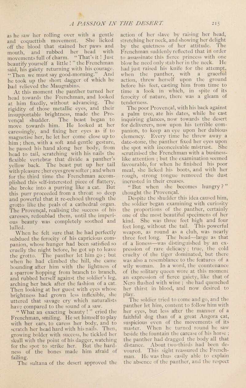 as he saw her rolling over with a gentle and coquettish movement. She licked off the blood that stained her paws and mouth, and rubbed her head with movements full of charm. “ That’s it! Just beautify yourself a little !” the Frenchman said, his gaiety returning with his courage. “Then we must say good-morning.” And he took up the short dagger of which he had relieved the Maugrabins. At this moment the panther turned her head towards the Frenchman, and looked at him fixedly, without advancing. The rigidity of those metallic eyes, and their insupportable brightness, made the Pro¬ vencal shudder. The beast began to move towards him. He looked at her caressingly, and fixing her eyes as if to magnetise her, he let her come close up to him ; then, with a soft and gentle gesture, he passed his hand along her body, from head to tail, scratching with his nails the flexible vertebrae that divide a panther’s yellow back. The beast put up her tail with pleasure ; her eyes grew softer ; and when for the third time the Frenchman accom¬ plished this self-interested piece of flattery, she broke into a purring like a cat. But this purr proceeded from a throat so deep and powerful that it re-echoed through the grotto like the peals of a cathedral organ. The Provencal, realising the success of his caresses, redoubled them, until the imperi¬ ous beauty was completely soothed and lulled. When he felt sure that he had perfectly subdued the ferocity of his capricious com¬ panion, whose hunger had been satisfied so cruelly the night before, he got up to leave the grotto. The panther let him go ; but when he had climbed the hill, she came bounding after him with the lightness of a sparrow hopping from branch to branch, and rubbed herself against the soldier’s leg, arching her back after the fashion of a cat. Then looking at her guest with eyes whose brightness had grown less inflexible, she uttered that savage cry which naturalists have compared to the sound of a saw. “ What an exacting beauty ! ” cried the Frenchman, smiling. He set himself to play with her ears, to caress her body, and to scratch her head hard with his nails. Then, growing bolder with success, he tickled her skull with the point of his dagger, watching for the spot to strike her. But the hard¬ ness of the bones made him afraid of failing. The sultana of the desert approved the action of her slave by raising her head, stretching her neck, and showing her delight by the quietness of her attitude. The Frenchman suddenly reflected that in order to assassinate this fierce princess with one blow he need only stab her in the neck. He had just raised his knife for the attempt, when the panther, with a graceful action, threw herself upon the ground before his feet, casting him from time to time a look in which, in spite of its ferocity of nature, there was a gleam of tenderness. The poor Provencal, with his back against a palm tree, ate his dates, while he cast inquiring glances, now towards the desert for deliverers, now upon his terrible com¬ panion, to keep an eye upon her dubious clemency. Every time he threw away a date-stone, the panther fixed her eyes upon the spot with inconceivable mistrust. She scrutinised the Frenchman with a business¬ like attention ; but the examination seemed favourable, for when he finished his poor meal, she licked his boots, and with her rough, strong tongue removed the dust incrusted in their creases. “ But when she becomes hungry ? ” thought the Provencal. Despite the shudder this idea caused him, the soldier began examining with curiosity the proportions of the panther, certainly one of the most beautiful specimens of her kind. She was three feet high and four feet long, without the tail. This powerful weapon, as round as a club, was nearly three feet long. The head—large as that of a lioness—was distinguished by an ex¬ pression of rare delicacy ; true, the cold cruelty of the tiger dominated, but there was also a resemblance to the features of a wily woman. In a word, the countenance of the solitary queen wore at this moment an expression of fierce gaiety, like that of Nero flushed with wine ; she had quenched her thirst in blood, and now desired to play. The soldier tried to come and go, and the panther let him, content to follow him with her eyes, but less after the manner of a faithful dog than of a great Angora cat, suspicious even of the movements of its master. When he turned round he saw beside the fountain the carcase of his horse ; the panther had dragged the body all that distance. About two-thirds had been de¬ voured. This sight reassured the French¬ man. He was thus easily able to explain the absence of the panther, and the respect