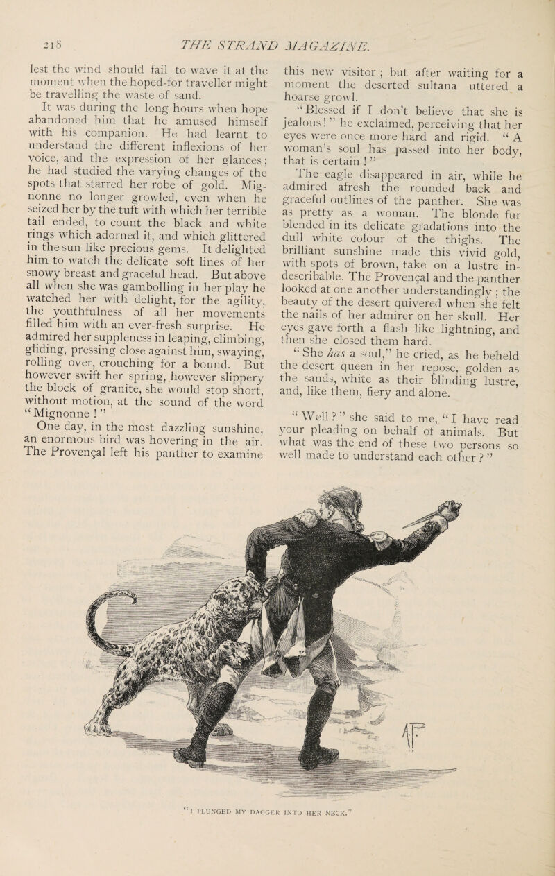 lest the wind should fail to wave it at the moment when the hoped-for traveller might be travelling the waste of sand. It was during the long hours when hope abandoned him that he amused himself with his companion. He had learnt to understand the different inflexions of her voice, and the expression of her glances; he had studied the varying changes of the spots that starred her robe of gold. Mig- nonne no longer growled, even when he seized her by the tuft with which her terrible tail ended, to count the black and white rings which adorned it, and which glittered in the sun like precious gems. It delighted him to watch the delicate soft lines of her snowy breast and graceful head. But above all when she was gambolling in her play he watched her with delight, for the agility, the youthfulness of all her movements filled him with an ever-fresh surprise. He admired her suppleness in leaping, climbing, gliding, pressing close against him, swaying, rolling over, crouching for a bound. But however swift her spring, however slippery the block of granite, she would stop short, without motion, at the sound of the word Mignonne ! ’’ One day, in the most dazzling sunshine, an enormous bird was hovering in the air. The Provencal left his panther to examine this new visitor ; but after waiting for a moment the deserted sultana uttered a hoarse growl. “Blessed if I don’t believe that she is jealous ! ” he exclaimed, perceiving that her eyes were once more hard and rigid. “ A woman’s soul has passed into her body, that is certain ! ” The eagle disappeared in air, while he admired afresh the rounded back and graceful outlines of the panther. She was as pretty as a woman. The blonde fur blended in its delicate gradations into the dull^ white colour of the thighs. The brilliant sunshine made this vivid gold, with spots of brown, take on a lustre in¬ describable. The Provencal and the panther looked at one another understandingly ; the beauty of the desert quivered when she felt the nails of her admirer on her skull. Her eyes gave forth a flash like lightning, and then she closed them hard. “ She has a soul,” he cried, as he beheld the desert queen in her repose, golden as the sands, white as their blinding lustre, and, like them, fiery and alone. “Well?’’she said to me, “ I have read your pleading on behalf of animals. But what was the end of these two persons so well made to understand each other ? ”