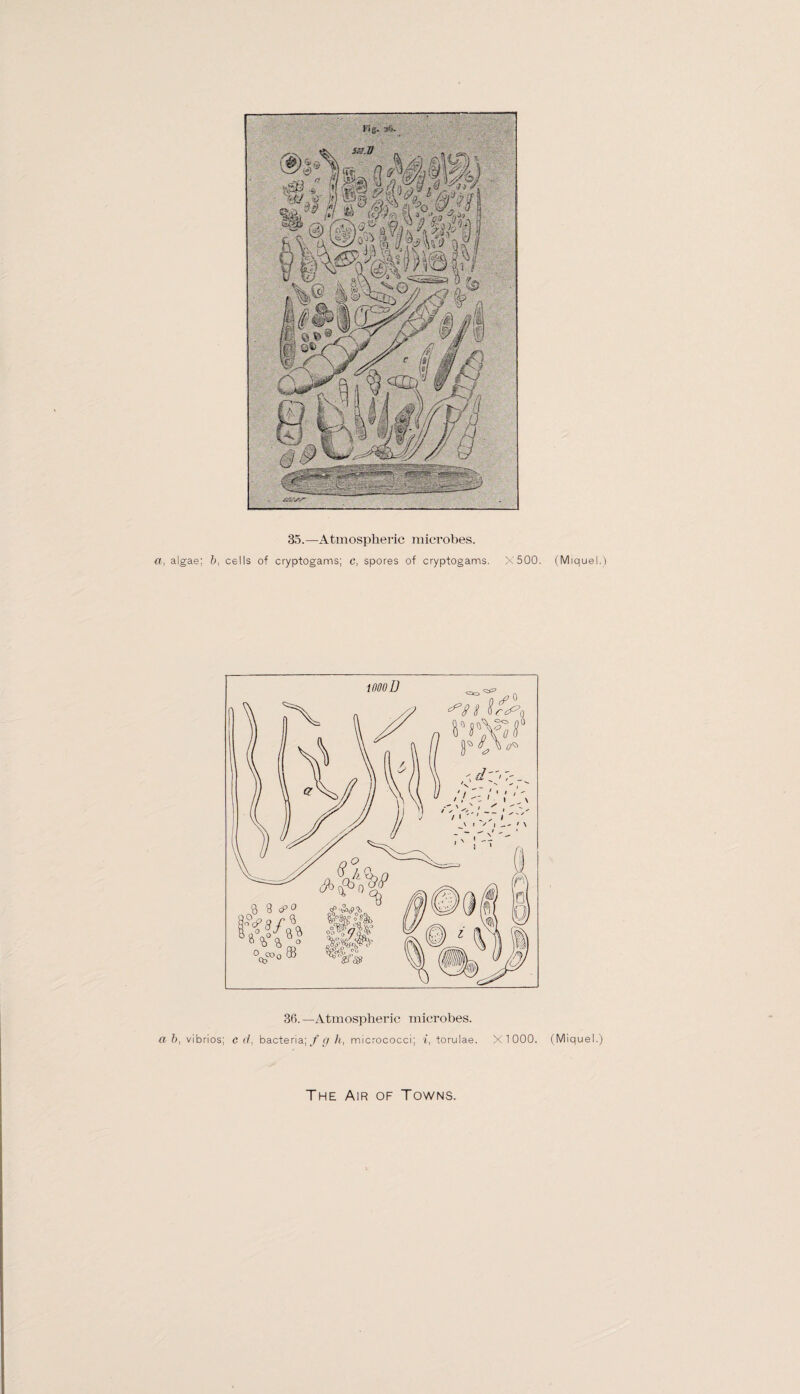 35.—Atmospheric microbes. a, algae; 5, cells of cryptogams; c, spores of cryptogams. X500. (Miquel.) 36.—Atmospheric microbes. ah, vibrios; cd, bacteria;^/i, micrococci; i, torulae. X 1 000. (Miquel.)