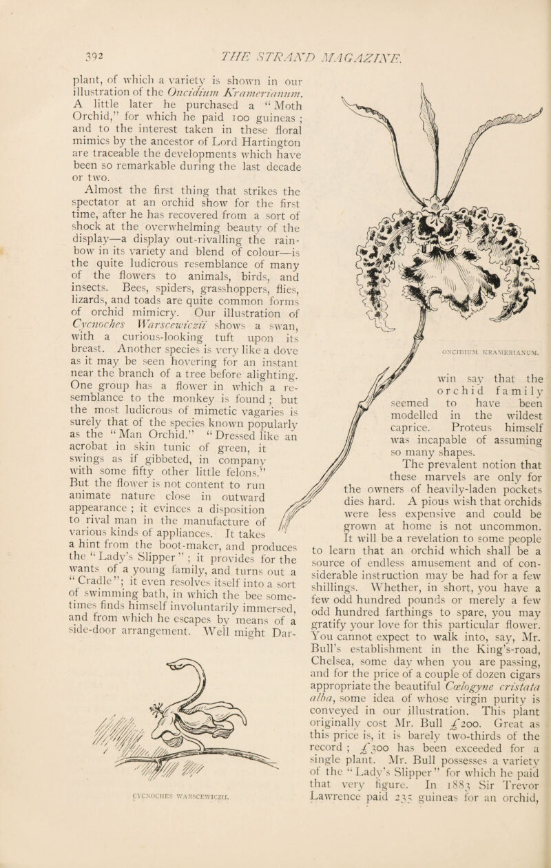 plant, of which a variety is shown in our illustration of the Oncidium Nronncrianum. A little later he purchased a “ Moth Orchid, for which he paid ioo guineas ; and to the interest taken in these floral mimics by the ancestor of Lord Hartington are traceable the developments which have been so remarkable during the last decade or two. Almost the first thing that strikes the spectator at an orchid show for the first time, after he has recovered from a sort of shock at the overwhelming beauty of the display—a display out-rivalling the rain¬ bow in its variety and blend of colour—is the quite ludicrous resemblance of many of the flowers to animals, birds, and insects. Bees, spiders, grasshoppers, flies, lizards, and toads are quite common forms of orchid mimicry. Our illustration of Cycnochcs Warscewiczii shows a swan, with a curious-looking tuft upon its breast. Another species is very like a dove as it may be seen hovering for an instant near the branch of a tree before alighting. One group has a flower in which a re¬ semblance to the monkey is found ; but the most ludicrous of mimetic vagaries is surely that of the species known popularly as the “ Man Orchid.” “ Dressed like an acrobat in skin tunic of green, it swings as if gibbeted, in company with some fifty other little felons.” But the flower is not content to run animate nature close in outward appearance ; it evinces a disposition to rival man in the manufacture of various kinds of appliances. It takes a hint from the boot-maker, and produces the “Lady’s Slipper” ; it provides for the wants of a young family, and turns out a “ Cradle”; it even resolves itself into a sort of swimming bath, in which the bee some¬ times finds himself involuntarily immersed and from which he escapes by means of a side-door arrangement. Well might Dar- CVCNOCHES WARSCEWICZII. ONCIDIUM KRAMERIANUM. win say that the orchid family seemed to have been modelled in the wildest caprice. Proteus himself was incapable of assuming so many shapes. The prevalent notion that these marvels are only for the owners of heavily-laden pockets dies hard. A pious wish that orchids were less expensive and could be grown at home is not uncommon. It will be a revelation to some people to learn that an orchid which shall be a source of endless amusement and of con¬ siderable instruction may be had for a few shillings. Whether, in short, you have a few odd hundred pounds or merely a few odd hundred farthings to spare, you may gratify your love for this particular flower. You cannot expect to walk into, say, Mr. Bull’s establishment in the King's-road, Chelsea, some day when you are passing, and for the price of a couple of dozen cigars appropriate the beautiful Coelogyne cristata alba, some idea of whose virgin purity is conveyed in our illustration. This plant originally cost Mr. Bull £200. Great as this price is, it is barely two-thirds of the record ; £300 has been exceeded for a single plant. Mr. Bull possesses a variety of the “Lady’s Slipper” for which he paid that very figure. In 1883 Sir Trevor Lawrence paid 235 guineas for an orchid,