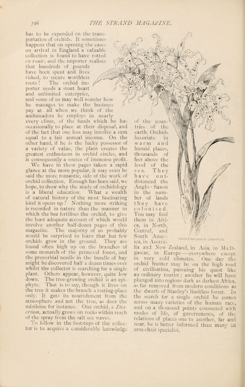 has to be expended on the trans¬ portation of orchids. It sometimes happens that on opening the cases on arrival in England, a valuable collection is found to have rotted ai route, and the imnorter realises 7 a that hundreds of pounds have been spent and lives risked, to secure worthless roots ! The orchid im¬ porter needs a stout heart and unlimited enterprise, and some of us may well wonder how he manages to make the business pay at all when we think of the ambassadors he employs in nearly every clime, - ol the funds which he occasionally to place at their disposal, and of the fact that one loss may involve a sum equal to a fair annual income. On the other hand, if he is the lucky possessor of a variety of value, the plant creates the greatest enthusiasm in orchid circles, and is consequently a source of immense profit. We have in these pages taken a rapid glance at the more popular, it may even be said the more romantic, side of the work of orchid collection. Enough has been said, we hope, to show why the study of orchidology is a liberal education. What a wealth of natural history of the most fascinating kind it opens up ! Nothing more striking is recorded in nature than the manner in which the bee fertilises the orchid, to give the least adequate account of which would involve another half-dozen pages of this magazine. The majority of us probably would be surprised to learn that but few orchids grow in the ground. They are found often high up on the branches of some monarch of the primeval forest, and the proverbial needle in the bundle of hay might be discovered half a dozen times over whilst the collector is searching for a single plant. Others appear, however, quite low down. The tree-growing orchid is an epi¬ phyte. That is to say, though it lives on the tree it makes the branch a resting-place only. It gets its nourishment from the atmosphere and not the tree, as does the mistletoe for instance. One orchid, a Dia- crium, actually grows on rocks within reach of the spray from the salt sea waves. To follow in the footsteps of the collec¬ tor is to acquire a considerable knowledge of the conn-Vj tries of the earth. Orchids luxuriate in w a r nr a n d humid places, thousands of feet above the level of the sea. T hey have out¬ distanced the Anglo - Saxon in the num¬ ber of lands they have colonised. You may find them in Afri¬ ca, in North Central, and South Amer¬ ica. in Austra- r vw ODONTOGLOSSUM CIRKOSUM. lia and New Zealand, in Asia, in Mada¬ gascar, in Europe — everywhere except in very cold climates. One day the orchid hunter may be on the high road of civilisation, pursuing his quest like an ordinary tourist ; another he will have plunged into regions dark as darkest Africa, as far removed from modern conditions as the dwarfs of Stanley’s limitless forest. In the search for a single orchid he comes across many varieties of the human race, and on a thousand points connected with modes of life, of governments, of the relations of places one to another, far and near, he is better informed than many an arm-chair specialist.