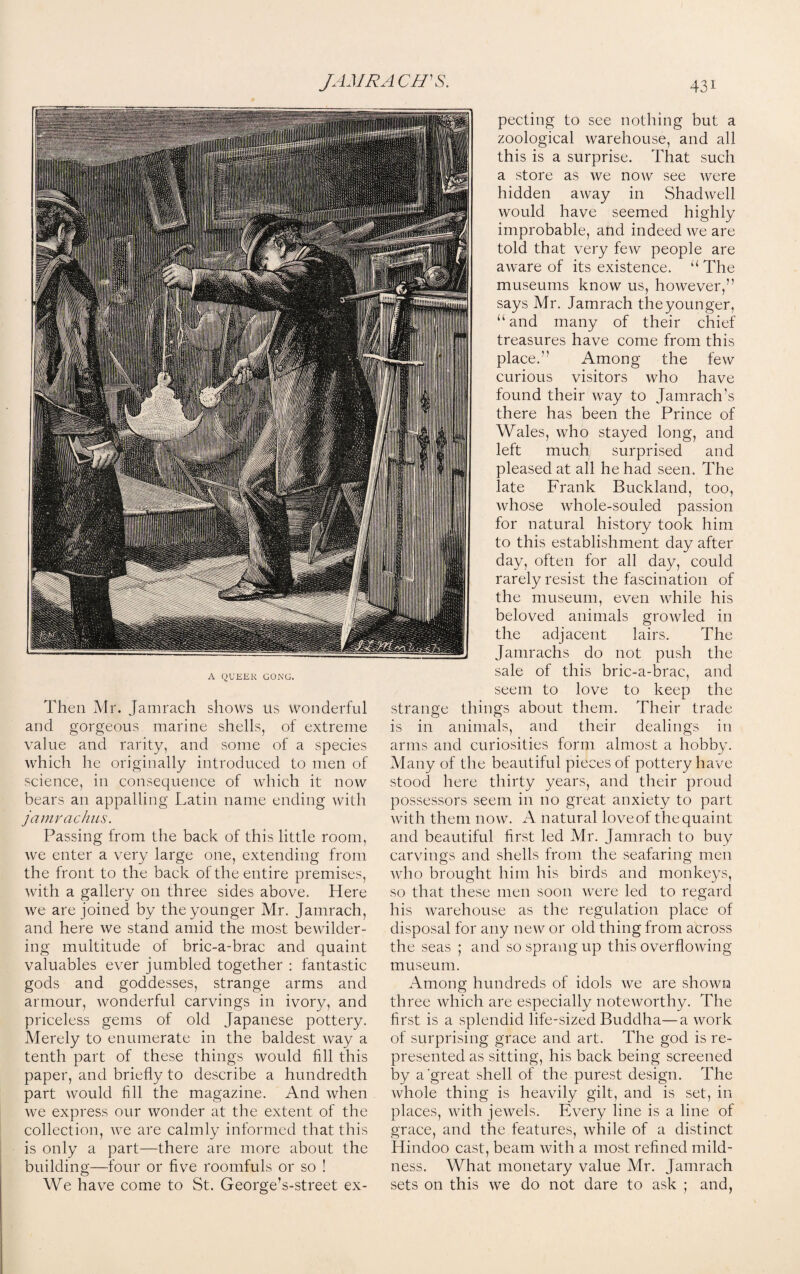 JAM RAC ITS. A QUEER GONG. Then Mr. Jamrach shows us wonderful and gorgeous marine shells, of extreme value and rarity, and some of a species which he originally introduced to men of science, in consequence of which it now bears an appalling Latin name ending with jamvachus. Passing from the back of this little room, we enter a very large one, extending from the front to the back of the entire premises, with a gallery on three sides above. Here we are joined by the younger Mr. Jamrach, and here we stand amid the most bewilder¬ ing multitude of bric-a-brac and quaint valuables ever jumbled together : fantastic gods and goddesses, strange arms and armour, wonderful carvings in ivory, and priceless gems of old Japanese pottery. Merely to enumerate in the baldest way a tenth part of these things would fill this paper, and briefly to describe a hundredth part would fill the magazine. And when we express our wonder at the extent of the collection, we are calmly informed that this is only a part—there are more about the building—four or five roomfuls or so ! We have come to St. George’s-street ex¬ pecting to see nothing but a zoological warehouse, and all this is a surprise. That such a store as we now see were hidden away in Shadwell would have seemed highly improbable, and indeed we are told that very few people are aware of its existence. “ The museums know us, however,” says Mr. Jamrach theyounger, “and many of their chief treasures have come from this place.” Among the few curious visitors who have found their way to Jamrach's there has been the Prince of Wales, who stayed long, and left much surprised and pleased at all he had seen. The late Frank Buckland, too, whose whole-souled passion for natural history took him to this establishment day after day, often for all day, could rarely resist the fascination of the museum, even while his beloved animals growled in the adjacent lairs. The Jamrachs do not push the sale of this bric-a-brac, and seem to love to keep the strange things about them. Their trade is in animals, and their dealings in arms and curiosities form almost a hobby. Many of the beautiful pieces of pottery have stood here thirty years, and their proud possessors seem in no great anxiety to part with them now. A natural love of the quaint and beautiful first led Mr. Jamrach to buy carvings and shells from the seafaring men who brought him his birds and monkeys, so that these men soon were led to regard his warehouse as the regulation place of disposal for any new or old thing from across the seas ; and so sprang up this overflowing museum. Among hundreds of idols we are shown three which are especially noteworthy. The first is a splendid life-sized Buddha—a work of surprising grace and art. The god is re¬ presented as sitting, his back being screened by a great shell of the purest design. The whole thing is heavily gilt, and is set, in places, with jewels. Every line is a line of grace, and the features, while of a distinct Hindoo cast, beam with a most refined mild¬ ness. What monetary value Mr. Jamrach sets on this we do not dare to ask ; and,