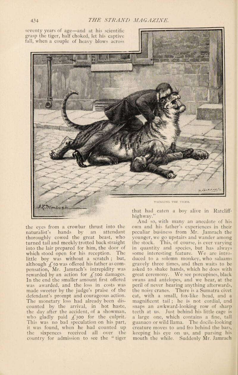 seventy years of age—and at his scientific grasp the tiger, half choked, let his captive fall, when a couple of heavy blows across the eyes from a crowbar thrust into the naturalist’s hands by an attendant thoroughly cowed the great beast, who turned tail and meekly trotted back straight into the lair prepared for him, the door of which stood open for his reception. The little boy was without a scratch ; but, although ^50 was offered his father as com¬ pensation, Mr. Jamrach’s intrepidity was rewarded by an action for £$00 damages. In the end the smaller amount first offered was awarded, and the loss in costs was made sweeter by the judge’s praise of the defendant’s prompt and courageous action. The monetary loss had already been dis¬ counted by the arrival, in hot haste, the day after the accident, of a showman, who gladly paid £300 for the culprit. This was no bad speculation on his part, it was found, when he had counted up the sixpences received all over the country for admission to see the “ tiger that had eaten a boy alive in Ratcliff¬ highway. ’ And so, with many an anecdote of his own and his father’s experiences in their peculiar business from Mr. Jamrach the younger, we go upstairs and wander among the stock. This, of course, is ever varying in quantity and species, but has always some interesting feature. We are intro¬ duced to a solemn monkey, who salaams gravely three times, and then waits to be asked to shake hands, which he does with great ceremony. We see porcupines, black swans and antelopes, and we hear, at the peril of never hearing anything afterwards, the noisy cranes. There is a Sumatra civet cat, with a small, fox-like head, and a magnificent tail ; he is not cordial, and snaps an awkward-looking row of sharp teeth at us. Just behind his little cage is a large one, which contains a fine, tall guanaco or wild llama. The docile-looking creature moves to and fro behind the bars, keeping his eye on us, and pursing his mouth the while. Suddenly Mr. Jamrach