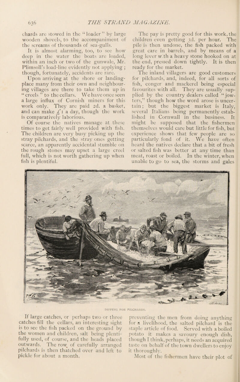 chards are stowed in the “ loader  by large wooden shovels, to the accompaniment of the screams of thousands of sea-gulls. It is almost alarming, too, to see how deep in the water the boats are loaded, within an inch or two of the gunwale, Mr. Plimsoll’s load-line evidently not applying ; though, fortunately, accidents are rare. Upon arriving at the shore or landing- place many from their own and neighbour¬ ing villages are there to take them up in “ creels ” to the cellars. We have once seen a large influx of Cornish miners for this work only. They are paid 2d. a basket, and can make £1 a day, though the work is comparatively laborious. Of course the natives manage at these times to get fairly well provided with fish. The children are very busy picking up the stray pilchards, and the stray ones getting scarce, an apparently accidental stumble on the rough stones may upset a large creel full, which is not worth gathering up when fish is plentiful. The pay is pretty good for this work, the children even getting 3d. per hour. The pile is then undone, the fish packed with great care in barrels, and by means of a long lever with a heavy stone hooked on at the end, pressed down tightly. It is then ready for the market. The inland villagers are good customers for pilchards, and, indeed, for all sorts of fish, conger and mackerel being especial favourites with all. They are usually sup¬ plied by the country dealers called “jow- ters,” though how the word arose is uncer¬ tain ; but the biggest market is Italy, several Italians being permanently estab¬ lished in Cornwall in the business. It might be supposed that the fishermen themselves would care but little for fish, but experience shows that few people are so particularly fond of it. Wre have often heard the natives declare that a bit of fresh or salted fish was better at any time than meat, roast or boiled. In the winter, when unable to go to sea, the storms and gales DIPPING FOR TILCHARDS. If large catches, or perhaps two or three catches fill the cellars, an interesting sight is to see the fish packed on the ground by the women and children, salt being plenti¬ fully used, of course, and the heads placed outwards. The row^ of carefully arranged pilchards is then thatched over and left to pickle for about a month. preventing the men from doing anything for a livelihood, the salted pilchard is the staple article of food. Served with a boiled potato it makes a savoury enough dish, though I think, perhaps, it needs an acquired taste on behalf of the town dwellers to enjoy it thoroughly. Most of the fishermen have their plot of