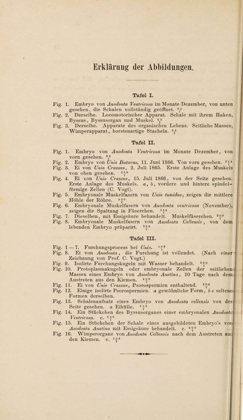 Erklärung der Abbildungen. Tafel I. Fig. 1. Embryo von Anodonta Ventricosa im Monate Dezember, von unten gesehen, die Schalen vollständig geöffnet. 6f5 Fig. 2. Derselbe. Locomotorischer Apparat. Schale mit ihrem Haken, Byssus, Byssusorgan und Muskel. 6T5 Fig. 3. Derselbe. Apparate des organischen Lebens. Seitliche Massen, Wimperapparat, borstenartige Stacheln. eT5 Tafel II. I Fig. 1. Embryo von Anodonta Ventricosa. im Monate Dezember, von vorn gesehen. et5 Fig. 2. Embryo von Unio Batavus, 11. Juni 1866. Von vorn gesehen. 225 Fig. 3. Ei von Unio Crassus, 2. Juli 1865. Erste Anlage des Muskels von oben gesehen. Fig. 4. Ei von Unio Crassus, 15. Juli 1866, von der Seite gesehen. Erste Anlage des Muskels, a, b, vordere und hintere spindel¬ förmige Zellen (C. Vogt). Fig. 5. Embryonale Muskelfasern von Unio tumidus, zeigen die mittlere Höhle der Röhre. *A° Fig. 6. Embryonale Muskelfasern von Anodonta ventricosa (November), zeigen die Spaltung in Fäserchen. 3k<> Fig. 7. Dieselben, mit Essigsäure behandelt. Muskelfäserchen. 3°-° Fig. 8. Embryonale Muskelfasern von Anodonta Cellensis , von dem lebenden Embryo präparirt. 3A° Tafel III. Fig. 1 — 7. Furchungsprocess bei Unio. 1 °° Fig. 8. Ei von Anodonta , die Furchung ist vollendet. (Nach einer i Zeichnung von Prof. C. Vogt.) Fig. 9. Isolirte Fnrchungskugeln mit Wasser behandelt. 330 Fig. 10. Protoplasmakugeln oder embryonale Zellen der seitlichem Massen eines Embryo von Anodonta Anatina, 10 Tage nach denn Austreten aus den Kiemen. 2f-° Fig. 11. Ei von Unio Crassus, Psorospermien enthaltend. 1®-° Fig. 12. Einige isolirte Psorospermien. a gewöhnliche Form, 6 c seltene Formen derselben. Fig. 13. Schalenaufsatz eines Embryo von Anodonta cellensis von de) Seite gesehen, a Eihiille. 3 3 0 Fig. 14. Ein Stückchen des Bvssusorganes einer embryonalen Anodonta\ Ventricosa. c. 630 Fig. 15. Ein Stückchen der Schale eines ausgebildeten Embryo’s voi Anodonta Anatina mit Essigsäure behandelt, c. 6k° Fig. 16. Wimperorgane von Anodonta Cellensis nach dem Austreten aui den Kiemen, c. 2f°
