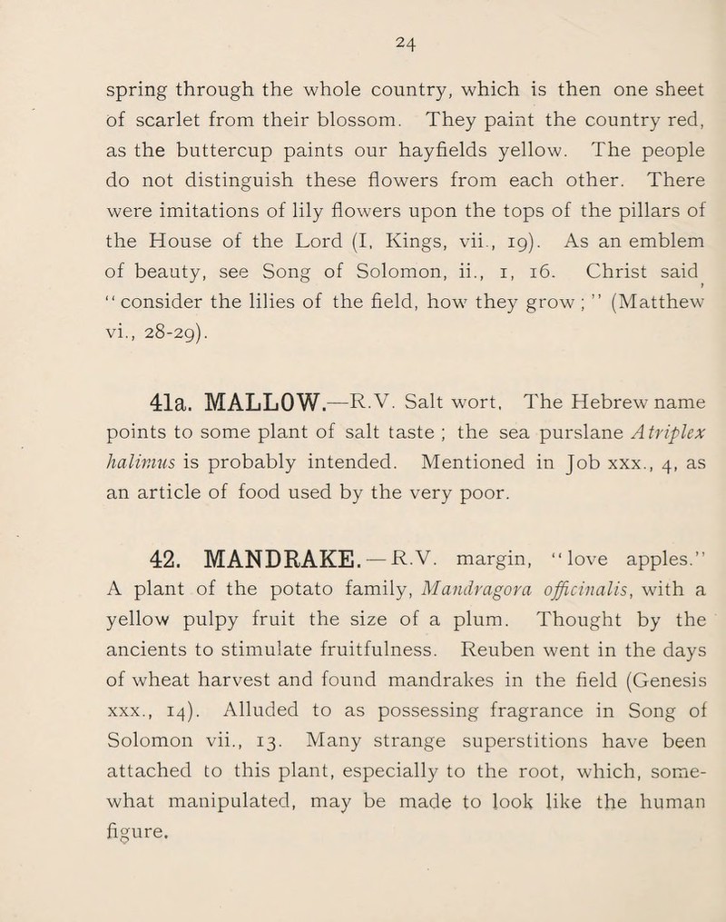 spring through the whole country, which is then one sheet of scarlet from their blossom. They paint the country red, as the buttercup paints our hayfields yellow. The people do not distinguish these flowers from each other. There were imitations of lily flowers upon the tops of the pillars of the House of the Lord (I, Kings, vii., 19). As an emblem of beauty, see Song of Solomon, ii., 1, 16. Christ said “ consider the lilies of the field, how they grow ; ” (Matthew vi., 28-29). 41a. MALLOW. —R.V. Salt wort, The Hebrew name points to some plant of salt taste ; the sea purslane A triplex halimus is probably intended. Mentioned in Job xxx., 4, as an article of food used by the very poor. 42. MANDRAKE.-RV. margin, “love apples.’’ A plant of the potato family, Mandragora officinalis, with a yellow pulpy fruit the size of a plum. Thought by the ancients to stimulate fruitfulness. Reuben went in the days of wheat harvest and found mandrakes in the field (Genesis xxx., 14). Alluded to as possessing fragrance in Song of Solomon vii., 13. Many strange superstitions have been attached to this plant, especially to the root, which, some¬ what manipulated, may be made to look like the human figure.