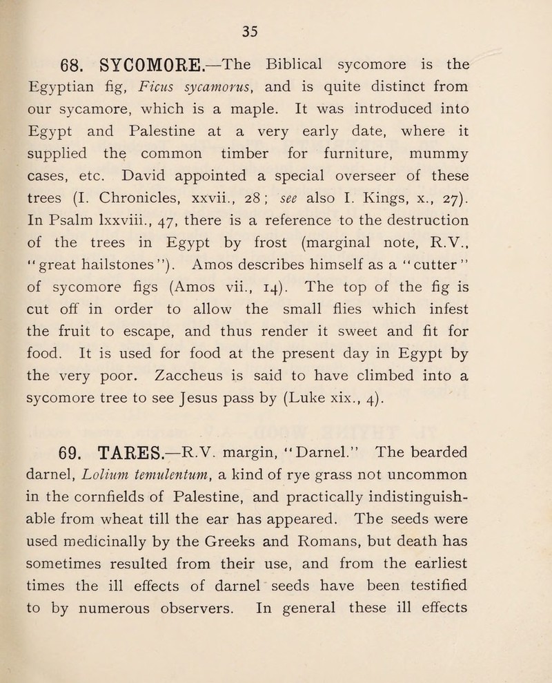 68. SYCOMORE. —The Biblical sycomore is the Egyptian fig, Ficus sycamorus, and is quite distinct from our sycamore, which is a maple. It was introduced into Egypt and Palestine at a very early date, where it supplied the common timber for furniture, mummy cases, etc. David appointed a special overseer of these trees (I. Chronicles, xxvii., 28; see also I. Kings, x., 27). In Psalm lxxviii., 47, there is a reference to the destruction of the trees in Egypt by frost (marginal note, R.V., “great hailstones”). Amos describes himself as a “cutter” of sycomore figs (Amos vii., 14). The top of the fig is cut off in order to allow the small flies which infest the fruit to escape, and thus render it sweet and fit for food. It is used for food at the present day in Egypt by the very poor. Zaccheus is said to have climbed into a sycomore tree to see Jesus pass by (Luke xix., 4). 69. TARES. —R.V. margin, “Darnel.” The bearded darnel, Lolium temulentum, a kind of rye grass not uncommon in the cornfields of Palestine, and practically indistinguish¬ able from wheat till the ear has appeared. The seeds were used medicinally by the Greeks and Romans, but death has sometimes resulted from their use, and from the earliest times the ill effects of darnel seeds have been testified to by numerous observers. In general these ill effects
