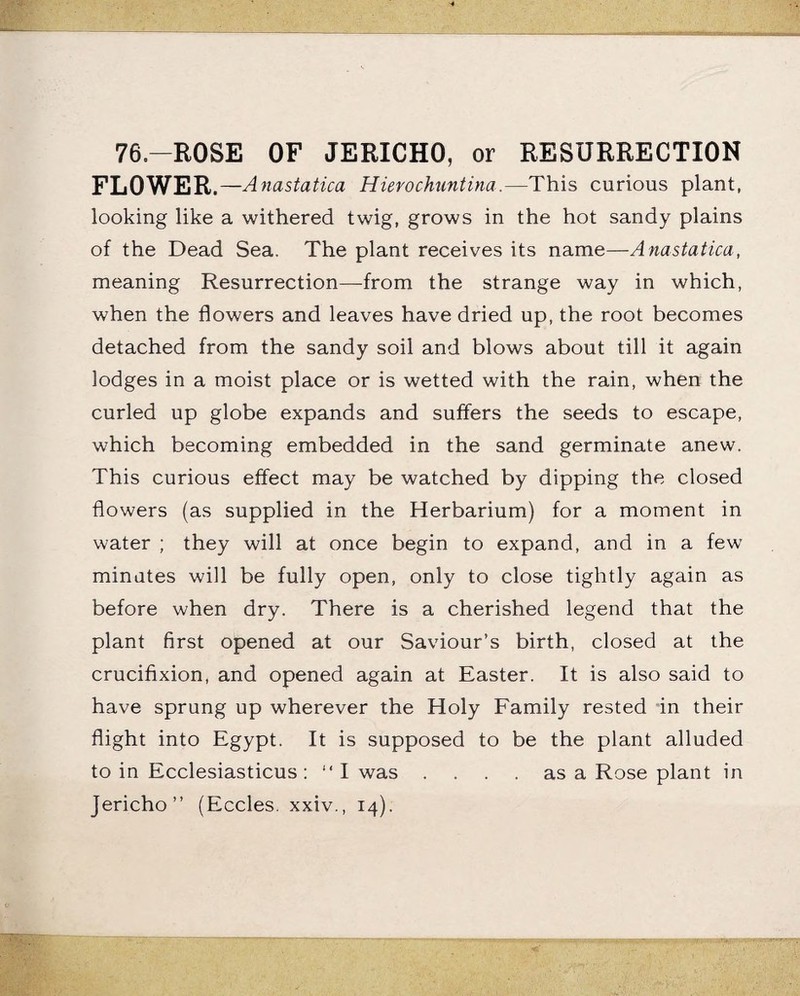 76.—ROSE OF JERICHO, or RESURRECTION FLOWER ,—Anastatica Hierochuntina.—This curious plant, looking like a withered twig, grows in the hot sandy plains of the Dead Sea. The plant receives its name—Anastatica, meaning Resurrection—from the strange way in which, when the flowers and leaves have dried up, the root becomes detached from the sandy soil and blows about till it again lodges in a moist place or is wetted with the rain, when the curled up globe expands and suffers the seeds to escape, which becoming embedded in the sand germinate anew. This curious effect may be watched by dipping the closed flowers (as supplied in the Herbarium) for a moment in water ; they will at once begin to expand, and in a few minutes will be fully open, only to close tightly again as before when dry. There is a cherished legend that the plant first opened at our Saviour’s birth, closed at the crucifixion, and opened again at Easter. It is also said to have sprung up wherever the Holy Family rested in their flight into Egypt. It is supposed to be the plant alluded to in Ecclesiasticus : “I was .... as a Rose plant in Jericho” (Eccles. xxiv., 14).