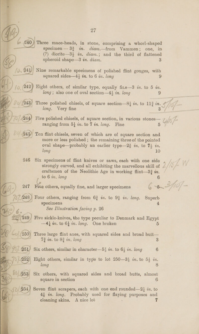   27 &amp; 240 Three mace-heads, in stone, comprising a whorl-shaped (?) diorite—34 in. diam.; and the third of flattened Ps gt ° 9 é «5 | spheroid shape—3 én. diam. 2 2 jd, ) 840) Nine remarkable specimens of polished flint gouges, with —— squared sides—44 am. to 6 in. long 9 (242) Hight others, of similar type, equally fire—3 m. to 5 m. ead long ; also one of oval section—4} im. long 9 a t $e (43) Three polished chisels, of square section—8} im. to 112 in. $95; S. ; long. Very fine aN da  RS AYP ety) Five polished chisels, of square section, in various stones | ranging from 54 in. to 7 in. long. Fine 5 Su 24D) Ten flint chisels, seven of which are of square section and more or less polished ; the remaining three of the pointed oval shape—probably an earlier type—23 im. to 74 in. long 10 246 Six specimens of flint knives or saws, each with one side craitsmen of the Neolithic Age in working flint—33 i. See Illustration facing p. 26 —A4} in. as aD wn. long. ae broken ») 950) Three large flint axes, with squared sides and broad butt— 4 73 mm. to 83 wm. long 3 Y Fs Phi 1 951) Six others, similar in character—53 mm. to 6 in. long 6. yi es) Hight others, similar in type to lot 250—31 im. to 54 in. long : 8 &lt;3 253) Six others, with squared sides and broad butts, sees square in section 6. 50) 54) Seven flint scrapers, each with one end rounded—2} in. to =a 4Z an. long. Probably used for flaying purposes and cleaning skins. A nice lot . 7 rat &gt; to 6 in. long 6. 247 Five gee equally fine, and larger specimens co ae al a2. 7248) Four others, ranging from 63 in. to 93 im. long. Superb