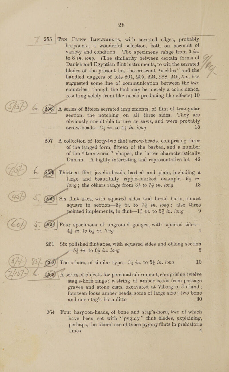 Pa. 28 256 || ‘Ten Fuint IMPLEMENTS, with serrated edges, probably harpoons; a wonderful selection, both on account of variety and condition. The specimens range from 3 an. handled daggers of lots 204, 205, 224, 228, 249, &amp;c., has suggested some line of communication between the two countries; though the fact may be merely a coincidence, resulting solely from like needs producing like effects) 10 ke>, 356) A series of fifteen serrated implements, of flint of triangular “=~. g§ection, the notching on all. three sides. , They are obviously unsuitable to use as saws, and were probably arrow-heads—21 wm. to 42 an. long 1d 257 A collection of forty-two flint arrow-heads, comprising three of the tanged form, fifteen of the barbed, and a number of the “ transverse” shapes, the latter characteristically Danish. A highly interesting and representative lot 42 a, BE ‘Thirteen flint javelin-heads, barbed and plain, Goladined a long ; the others range from 31 to 7? an. long 13 a Six flint axes, with squared sides and broad butts, almost square in section—31 im. to 73 wm. long; also three _gbointed peel in flint—14 in. to 52 in. long 9   Four specimens of unground etees, with squared sides— 261 Six polished flint axes, with squared sides and oblong section Pm an. to 64 an. long 6 yf. ab en others, of similar type—34 an. to 54 am. long 10 ‘stag’ s-horn rings; a string of amber beau from passage graves and stone cists, excavated at Viborg in Jutland ; fourteen loose amber besas some of large size ; two bone and one stag’s-horn ditto | , 80 264 Four harpoon-heads, of bone and stag’s-horn, two of which have been set with “‘pygmy’”’ flint blades, explaining, perhaps, the liberal use of these pygmy flints in prehistoric times J.