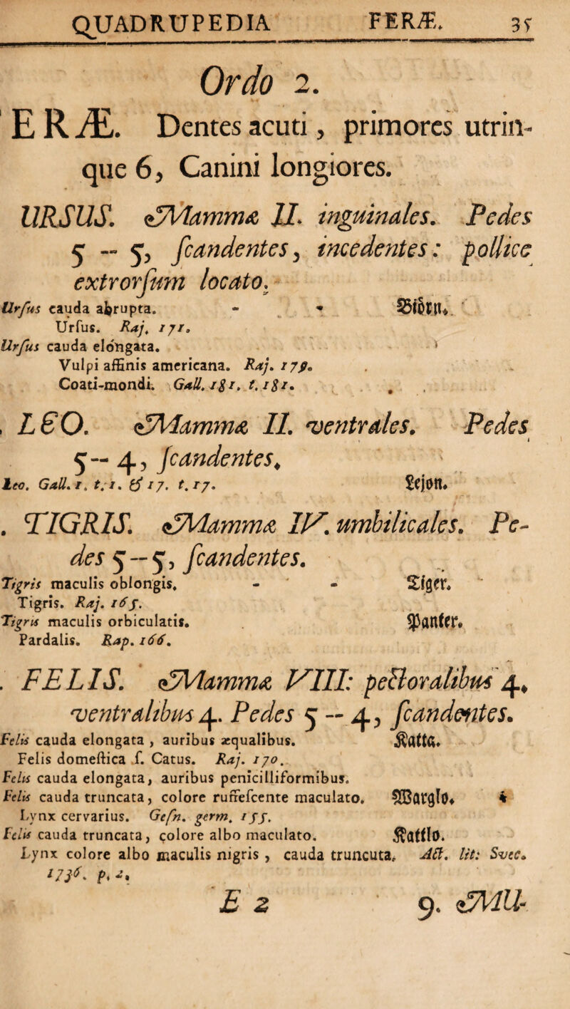 QUADRUPEDIA_FER#,, 39 Ordo 2. ERM. Dentes acuti, primores utrin- que 6, Canini longiores. URSUS. <HMamm& JJ. inguinales. Pedes 5  5> /candentes, incedentes: pollice extrorfum locato. Urfus cauda abrupta. - 7 35fOEtU. Urfus. Raj, 171. Urfus cauda elongata. * Vulpi affinis amcricana. Raj, 179» Coati-mondi. \Gall.i$i. t,i$z. # , LEO. <P7\/lamm& 11. 'ventrales. Pedes S i 5—4, Jcandentes, leo, Gall.i. t.i. tf 17. t.r7. £cjOtt* . PIGRIS. <PMamm& IIP. umbilicales. Pe¬ des 5 -- J, /candentes. Tigris maculis oblongis, - - Siger, Tigris. Raj. 16j. % ns maculis orbiculatis, Pardalis. Rap.i66. . FELIS. P/VlammA VIII: peBoralibus 4, 'ventralibus 4. Pedes 5 — 45 /candentes. Felis cauda elongata , auribus aequalibus. Felis domeftica f. Catus. Raj. 170. Felis cauda elongata, auribus penicilliformibus. Felis cauda truncata, colore rufrefeente maculato. SBarglo. * Lynx cervarius. Gefn. germ. rjf. Felis cauda truncata, ^olore albo maculato. Lynx colore albo maculis nigris , cauda truncuta, AB. Iit: Svec, i?S6p> E z 9. «5W-.