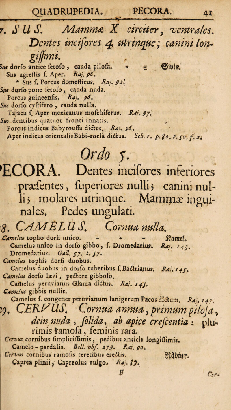 7. SUS. Alamma X circiter, •ventrales. Dentes mcifores 4 utnnque; canini lon- gijjimi. , Sus dorfo antice fetofo , cauda pilofa. * * ©ttfilfc Sjus agreftis f, Aper. Raj. 96, * Sus f. Porcus domefticus. Raj. 92I Sus dorfo pone fetofo,, cauda nuda. Porcus guinecnfis. Raj» $6» Sus dorfo cyftifero > cauda nulla. Tajacu f. Aper mexicanus mofchiferus. Raj. 9/. Sus dentibus quatuor fronti innatis. Porcus indicus Babyrouffa di&us, Raj. 96» Aper indicus orientalis Babi-roefa di&us. Seb. /. p.$ot t. fo.f. 21 Ordo f. 'ECORA. Dentes incifores inferiores praefentes, fuperiores nulli5 canini nul¬ li 3 molares utrinque. Mammae ingui¬ nales. Pedes ungulati. 8, CAA/[ELU S, Cornua nulla. Camelus topho dorii unico. - Camelus unico in dorfo gibbo, f. Dromedarius. Raj» Dromedarius. GaU. 97, /./7. Camelus tophis dorii duobus. Camelus duobus in dorfo tuberibus f. Ba&ri^nus. Raj. 149. Camelus dorfo laevi, pedore gibbofo. Camelus peruvianus Glama didus. Raj. 149. Camelus gibbis nullis. Camelus f. congener peruvianum lanigerum Pacos didum. Raj. 147. :p, CEKAUS. Cornua annua} primum pi/oja, dem nuda , [olida, ab apice crejc entia : plu, rimis tamofa, feminis rara. Cervus cornibus fimpliciffimis, pedibus anticis longillimis. Camelo-pardalis. Bell.vbf. 279. Raj. 90. Cervus cornibus ramofis teretibus eredis. 3v4tUUr* Caprea plinii, Capreolus ?ulgo* Raj. $p. F1  F Cer-