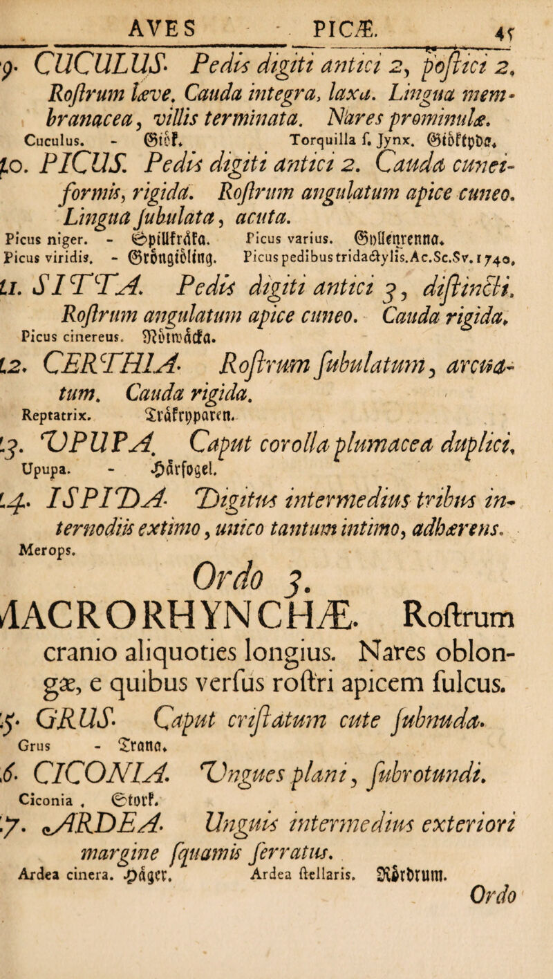 AVES - PIC£. 4r 1' ' __ -  # 1 11 '['' ~ --1 “* «■ ■ ■ - -—; p. CUCULUS. PedL dtgiti antici 2y poftici 2, Roftrum laeve. Cauda integra, laxa. Lingua mem¬ branacea , villis terminata. Nares prominulae♦ Cuculus. - ©tcf* Torquilla f. Jynx. io. PICUS. Pedis digiti antici 2. Cauda cunei¬ formis, rigida. Roftrum angulatum apice cuneo. Lingua Juhulata, acuta. Picus niger. - Picus varius. ©OlUnrenttfl* Picus viridis. - ©tOtlgtOlttKJ. Picus pedibus trida£yIis.Ac.Sc.$v. 1740, U. SI A A A. Pedis digiti antici 3, diftincli. Roftrum angulatum apice cuneo. Cauda rigida, Picus cinereus. SftotrcScfa. 12. CERARIA- Roftrum fibulatum, arcua¬ tum. Cauda rigida. Reptatrix. SvaFrppatm '.3. ‘VPUPA. Caput corolla plumacea duplici. upupa. - '.ft.. ISPI IDA- TDigitm intermedius tribm in¬ ternodiis extimo, unico tantum intimo, adhxrens. Merops. Ordo 3. AhC R O RH YN C H^E. Roftrum cranio aliquoties longius. Nares oblon¬ ga, e quibus verfus roftn apicem fulcus. 15- GRUS- Caput cnflatum cute jubnuda. Grus - 'Jraniu S- CICONIA. XJngues plani, fubrotundi. Ciconia . 0tOVf* \y. cARDEA- Unguis intermedius exteriori margine fquamis ferratus. Ardea cinera. J^^XX, Ardea ftellaris, EKjrfonilU.