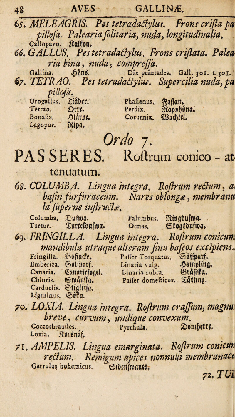 65. MELEAGRIS. Pes telradaclylus. Frons crifta pa pillefa. Paleariafolitaria, nuda, longitudinalia. Gailopavo. $alfa)tU 66. GALLUS. PestetradaQylus. Frons crijlata. Palea ria bina, nuda , comprejja. Gallina. Dix peintades. Gall. 301. t.^ol. 67. TETRAO. Pes tetradatiyliu. Supercilia nuda,pa piUofa. Urogallus. £td&£r. Phafianus, Tetrao. ' £>m* Perdix. 9iap»f)6na* Bonaha. -Aidrpe, Coturnix. Lagopur. Ottpfl* f 4 Ordo 7. PA S SERES. Roftrum conico - at¬ tenuatum. 68. COLUMBA. Lingua integra. Roftrum reclum, a, baftn furfuraceum. IS ares oblonga, membrana la fuperne inftrudke. Columba. Palumbus. OtlttgfcuflDfl» Turtur. Xurtdtmfroa. Oenas. ©fogSiiufroa» 69. FRINGILLA. Lingua integra. Roftrum conicum mandibula utraque alteram finu bafeos excipiens. Fringilla, §5$fincfe* Paller Torquatus. ©Iffpfltf» Emberiza. ©Olfpfltf, Linaria vulg. Jj&Hiplingt Canaria. (${Ht9ttCf0g?I. Linaria rubra, ©idfiilfl, Chloris. ©IDdttffCL PalTer domefticusv Carduelis, ©tfglitffl, Ligurinus. 70. LOXIA. Lingua integra. Roftrum crajfum, magnu breve, curvum, undique convexum. Coccothrauftes. ^ Pyrrhula, jDom&tftt» Loxia. $Dl6ndf* 71. AMPELIS. Lingua emarginato» Roftrum conicur re£lum. Remigum apices nonnulli membranaet Garrulus bohemicus. ©tDfttjlPflltfft 72. TUI