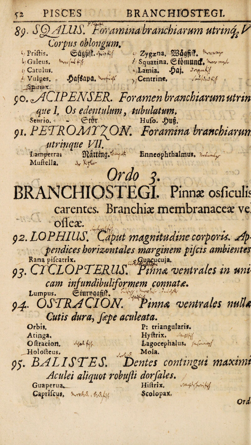 #p. S&ALUS. Toramina branchi arum utrincfc T Corpus oblongum, ‘vPriftis. U Zygina. 2Bd<$!T, i*/Galeus. KrvfU^ h Squatina, 0i6flUWCf* ti Catulus. ^Lamia. ^Vulpes. - $af$ap(UVwfW/ ^Centrine» Vu&f&Atif x. p o. ACIPENSER. Foramen branchiarum utrin que 1. Os edentulum, tubulatum, Sturio. < - 0r&r Hufo. *£>U§. pi. PETROA1T20N. Foramina branchiarm utritiqne VII, Lampctras Enneophthalmu#* Muftella. 4, KjV Ordo 3. BRANCHIOSTEGL Pinnae osficulis carentes. Branchiae membranaceae ve. ofleae. ,, p2. LOPHIUS. Caput magnitudine corpom, ap¬ pendices horizontales marginem pijcis ambientes ,Uv .uacucuja, 'mna ventrales in uni Rana pifcatrix* 93. CTCLOPTERUS. cam infundibuliformem connats. Lumpus. ehtrnaofilT. $4. OSTRA Cl ON. ^Pinna ventrales nulU Cutis dura, /cepe aculeata. Orbii. P: triangulari#* Atinga, Hyftrix* Oftraciort. 'tythf. Eagocephalus* ^J9h>lofteus* 5 pp. BALISTES. ' Dentes coniingui maximi Aculei aliquot robujli dorfales. Guaperua,__ _ Hiilrix, Kyr$v& t &Ahl Scolopax» OtI