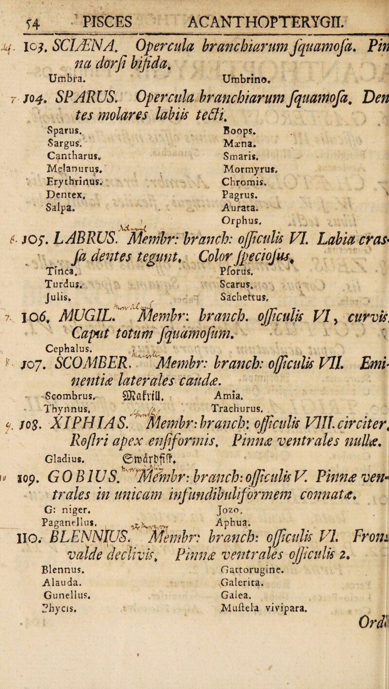 q. io?. SCIASNA. Opercula branchiarum fquamofa. Pin na clorfi bifida. Umbra. Umbrino. - J04. SPARUS. Opercula branchiarum fquamofa. Den tes molares labiis tecti. Sparus. Boops. Sargus. Maena. Cantharus. Smaris. Melanurus. Mormyrus, Erythrirtus.- Chromis. Dentex. Pagrus. ' Salpa. Aurata. xuU °rphus- - 1 sos. LABRUS. Membr: branch: ojficulis VI. Labia cras• ja dentes tegunt, Color JpecioJus, Tinca. Pforus. Turdus. Scarus. Juiis. „ Sachettus, 7. 106, MUGIL fi' ‘Membr: brancb. ojficulis VI, curvis, Caput totum fquamofiim. ' Cephalus. „ , /07. SCOMBER, i ' Membr: branch: ojficulis VII. Emi- nentis laterales cauda. Scombrus, SJjaflill. Amia. ' Thynnus. ..j. . JCfi Trachurus, f. jos. XIPHIAS. Membr-.branclr. ojficulis VIII. circiter, Roflri apex enfiformis. Pinna ventrales nulla. Gladius. 0tt)'drfefifF*. ^ 'Tfi s 1» lop. GOBIUS. Membr: branch:ojficulis V. Pinna ven¬ trales in unicam infundibuliformem connata. G: niger. jozo, Paganellus. ^ Aphua. 110. BLENNJUS. Membr: branch: officinis VI. From valde declivis, Pimue ventrales cjjiculis 2. Blennus. Gattorugine. Alauda, Galerita. Gunellus, Galea, phycis. Muftela vivipara.