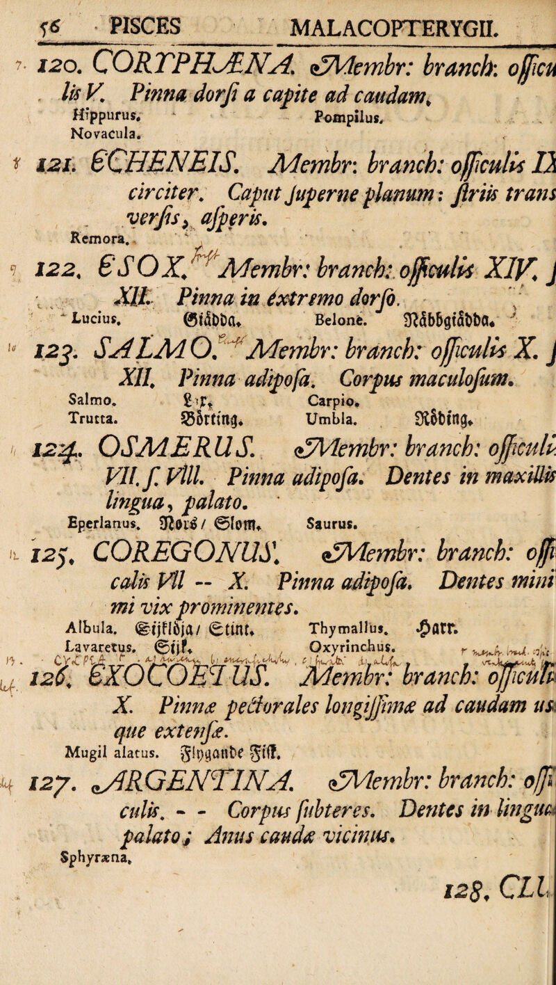 7. Ii 120. CORTPHANA. aZAdcmbr: branch: officu lis V. Pinna dorfi a caftte ad caudam. Hippurus. * Pompilus, Novacula. * 12j. SCHENEIS. Adembr. branch: offculis 1} circiter. Caput Juperne planum: friis trans , . verjis, ajperis. Remora,- l 122. SS OX.' Adembr: branch:. ojfculis XIV. J Xlt. Pinnam dxtrmo dorfo. ‘ tucius, ©tjDixu Belonfe. fT^Sb5gtal>t>a« 12%. SAL AI O. Afembr: branch: officulis X. J XII, Pinna adipofa. Corpus maculofum. Salmo, Carpio. Trutta. 555rtiU0* Umbla. SRfouig» 12%.. OSAdERUS. aSAdembr: branch: officuli VII. f. Vlll. Pinna adipofa. Dentes in maxillis lingua, palato. ' ' Eperlanus. ©loffl* Saurus. 12), COREGONUS. uSAdembr: branch: offt colis Vll — X. Pinna adipofa. Dentes mini mi vix prominentes. Albula, «gtjflfeja/ StiiU. Thymallus. $<HT. ,La»«rtus. @t,r, Oxyrinchus. 120; &XUL OE1US. Adembr: branch: ojjimn X. Pinna pedorales longijfhna ad caudam us. que extenfe. Mugil alatus, glpganfre pf. H 12y. aAR GENTINA. <£Membr: branch: ofji culis. — Corpus fuhteres. Dentes in Ungue palato j Anus cauda vicinus. Sphyraena, H kf*. i2s, CLL