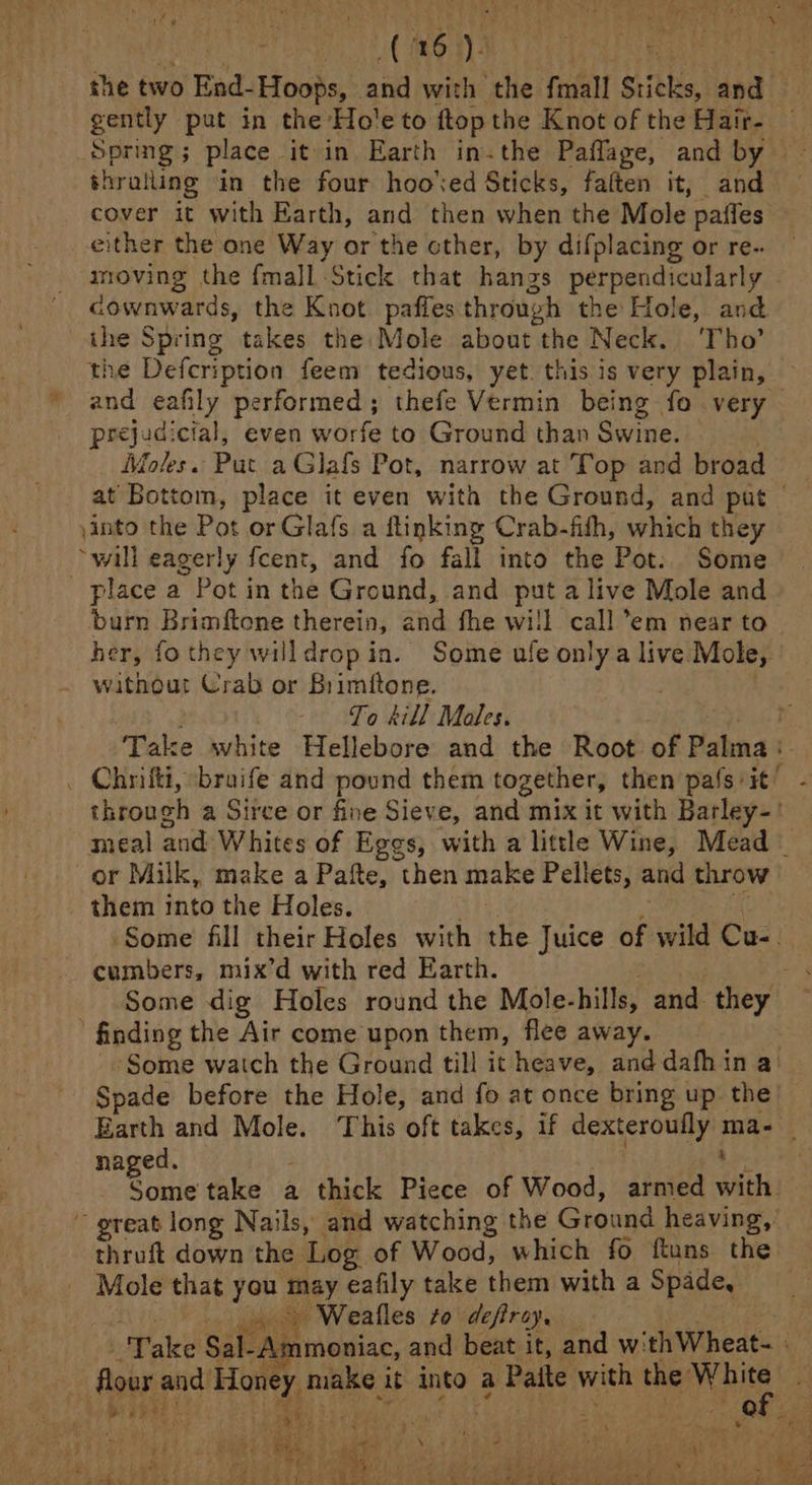 Peet Oa: | the two End-Hoops, and with the fmall Sticks, and gently put in the Ho'e to ftop the Knot of the Hair- — Spring; place it in Earth in-the Paflage, and by thralling in the four hoo’ed Sticks, falten it, and cover it with Earth, and then when the Mole paffes either the one Way or the cther, by difplacing or re-. moving the fmal]l Stick that hangs perpendicularly . cownwards, the Knot. paffes through the Hole, and the Spring takes the Mole about the Neck. ‘Tho’ the Defcription feem tedious, yet. this is very plain, * and eafily performed; thefe Vermin being fo very prejudicial, even worfe to Ground than Swine. | Moles. Put aGlafs Pot, narrow at Top and broad at Bottom, place it even with the Ground, and put | yinto the Pot or Glafs a flinking Crab-fith, which they “will eagerly feent, and fo fall into the Pot. Some place a Pot in the Ground, and put alive Mole and burn Brimftone therein, and fhe will call em near to her, fothey willdropin. Some ufe only a live Mole, without Crab or Brimitone. . To kill Moles. Z Take white Hellebore and the Root of Palma :- through a Sirce or fine Sieve, and mix it with Barley-' meal and Whites of Eggs, with a little Wine, Mead — or Milk, make a Pafte, then make Pellets, and throw them into the Holes. 4 x Some fill their Holes with the Juice of wild Cu-. cumbers, mix’d with red Earth. Balog 2 Some dig Holes round the Mole-hills, and they ’ finding the Air come upon them, flee away. Some watch the Ground till it heave, and dafhin a Spade before the Hole, and fo at once bring up the Earth and Mole. This oft takes, if dexteroufly ma- _ naged, : a Some take a thick Piece of Wood, armed with ~ great long Nails, and watching the Ground heaving, thruft down the Log of Wood, which fo ftuns the Mole that you may eafily take them with a Spade, iG Wa gluaitet WV ea fles to'edefiraye.: | Take Sal-Ammoniac, and beat it, and withWheat- flour and Honey make it into a Paite with the ne Tyr A x “ =