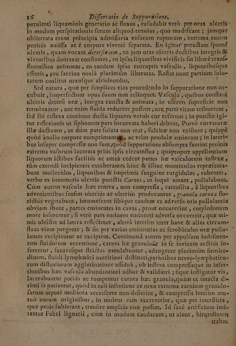 REN Differtatio de. Suppuvátione, | purulenti liquaminis generatio ac fluxus , exfudabit veró peroras ulceri$- in modum per/pirationis ferum aliquod.tenuius , quo madefcant ; jamque obliterata erunt principia admiflaria vaforum ruptorum , extrema autem penitis amiffa ac é corpore viventi feparata. En igitur peractam fponté ulceris., quam,Vocant Zetez(ieasem , en jam oras ulceris ductibus integris &amp; viventibus duhtaxat conftarites , en ipfasliquoribus vivificis fat liberé crant- fluentibus animatas , en tandem ipías corruptis vafculis, liquoribuíque - cffoetis , ceu farcina noxià plurimim liberatas. Reítat nunc partium folu- tarum coalitus nexuíque abíolvendus. bii uM pp As Sed natura , quz per fimplices vios procedendo in fuppuratione non oc- cubuit , imperfectum opus fuum non relinquet. Vafcula , quibus conftant ulceris deterfi orz , integra cuncta &amp; animata , in ulceris fuperficie non erminantur , nec enim fluida reducere poffent , nec, parti vitam tribuerent , fed ibi reflexa continuo ductu liquores versis cor referunt ; in puncto igi- tur reflexionis ut fiphonum pars incurvata haberi debent, Porró curvatura ille ductuum , ut düm pars foluta non erat ,-fulcitz non exiftunt ; quippe quód ànullo corpore comprimantulg, ac vclüt pendulz emineant jin lateri- bus infuper compreffz non funt;quód fuppuratione abfumpta fuerint penitus extrema vaforum lacerata prius ipfis circumflua ; quapropter appellentium - liquorum ictibus faciliüs ac anteà cedent partes haz vafculorum inflexz ; tüim extendi incipientes extuberantes hinc &amp; illinc monticulos reprzfenta- bunt molleculos , liquoribus &amp; imprimis fanguine turgidulos ; rubentes verbo ex innumeris ulceris punctis Carnes., ut loqui amant , pullulabunt, | Cüm autem vafcula hzc tenera , non comprefía , extenfilia , à liquoribus. advenientibus fenfim ulterius ac ulterius producantur , granala carnea flo- ridius vegetabunt ; intumefcent fibique tandem ex adverfis oris pullulantia obviam ibunt , partes emineates in cavas , prout occurerint , cotyledonum | more inferentur ; (1 veró pars eminens eminenti adver(a occurerit quz mi- nis obfiftec ad latera refle&amp;tetur , alterà interim inter hanc &amp; alias circum« fluas viam pergente ; &amp; fic per varias eminentias ac fcrobiculos orz pullu- Jantes excipientur ac excipient. Continuatà autem per appulfum indefinen- tem fluidorum accretione , carnes hz granulo£r in fe invicem arctius in- ferentur , futuratque ftrictas zmulabuntur , adaugente plurimum firmitus dinem, fluidi lymphatici nutritioni deftinati;parictibus nevro-lymphatico-- rum diftentorum agglutinatione affiduà , ob inflexa compreffaque in infer- tionibus hzc vafcula abundantiori adhuc &amp; validiori ; (ique infligatur vis; lacerabuntur potiiis ac rumpentur carnea hzc granula,quàm ut intacta die rimi fe patiantur, quód in tali infertione ac nexu extrema carnium eranulo« farum utpoté molliora accrefcere non defierint , &amp; compreffis interim mus tuó'eorum originibus , in molem eam excreverint , qua per interílitia , quz prids fubierant , tranfire ampliüs non poffint, Id fané artificium imi- tantur Fabri lienarii ; cüm in modum caudarum; ut aiunt ; hirundinum |. | | d -trabes | | 4 í