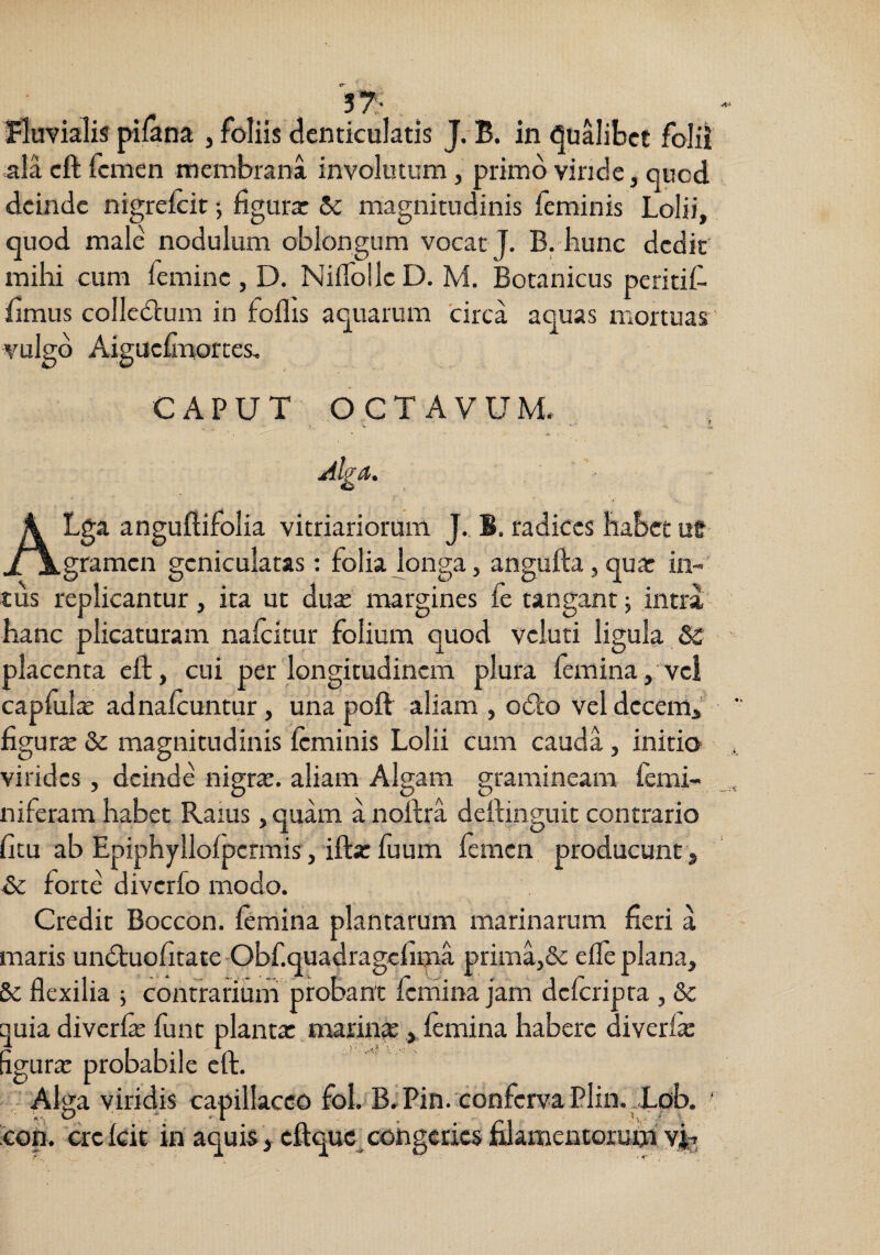 , . . . 5 7; fluvialis pilana , foliis denticulatis J. B. in tjualibcc folii alacft femen membrana involutum, primo vinde, quod, deinde nigrelcit; figura: 5c magnitudinis feminis Lolii, quod male nodulum oblongum vocat J. B. hunc dedit mihi cum femine, D. NifloIlcD. M. Botanicus peritif- fimus colledVum in follis aquarum circa aquas mortuas vulgo Aiguefinortes, CAPUT OCTAVUM. ^ Alga, ALga anguftifolia vitriariorum J., B. radices habet ug gramen geniculatas: folia longa, angufta, qua: in¬ tus replicantur, ita ut dute margines fe tangant j intra hanc plicaturam nafeitur lolium quod veluti ligula Sc placenta eft, cui per longitudinem plura femina, ve! capfulx adnalcuntur, una poft aliam , odto vel dccenii figura & magnitudinis feminis Lolii cum cauda, initio virides, deinde nigra:, aliam Algam gramineam femi- niferam habet Raius, quam a noftra deilinguit contrario ficu ab Epiphyllofpcrmis, ifta: fuum femen producunt j & forte diverfo modo. Credit Boccon. fimina plantarum marinarum fieri a maris undtuofitate Obf.quadragcfima prima,& elfe plana, Sc flexilia ; contrarium probant fernina jam dclcripra, &c quia diverfe fune planta: marin», femina habere diverla: figura: probabile eft. Alga viridis capillaceo foI. B.Pin.confcrvaPlin. Lpb. ' coti, crclcit in aquis, cftquc^cohgedcsfiJamentoiuna vIg