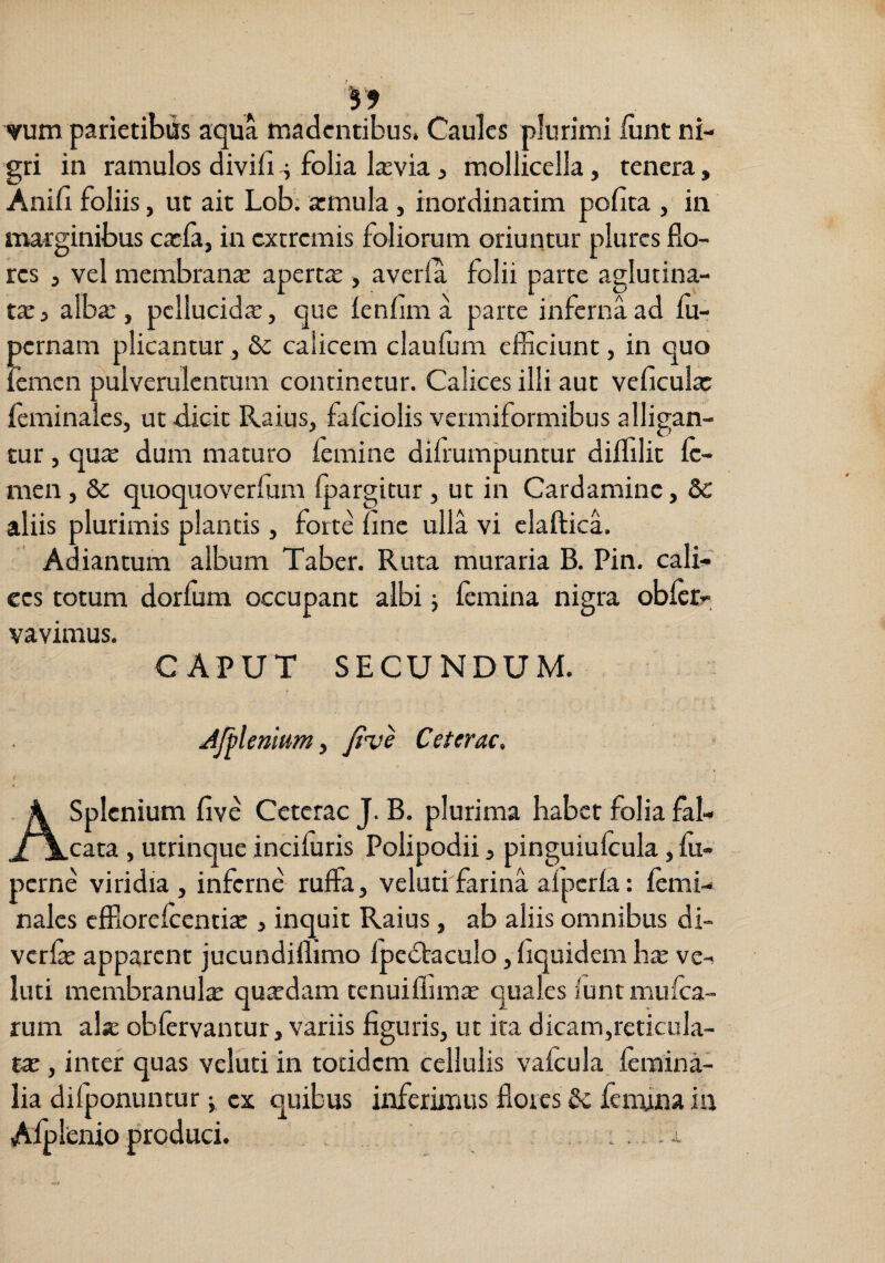 ^9 yum parietibus aqua madentibus. Caules plurimi iunt ni¬ gri in ramulos diviii ^ folia larvia, mollicella, renera, Anifi foliis, ut ait Lob; armula, inordinatim pofita , in marginibus ca:la, in extremis foliorum oriuntur plurcs flo¬ res , vel membranas aperta , averla folii parte aglutina- tx j alba;, pellucida:, que lenlim a parte inferna ad fli- pernam plicantur, Sc calicem claufum efliciunt, in quo femen pulverulentum continetur. Calices illi aut veficula: ieminalcs, ut dicit Raius, falciolis vermiformibus alligan¬ tur , c^nx dum maturo femine difrumpuntur dilfilit fe¬ men , 8c quoqiioverfum Ipargicur, ut in Cardamine, aliis plurimis plantis, forte flne ulla vi claftica. Adiantum album Taber. Ruta muraria B. Pin, cali¬ ces totum dorlum occupant albi j femina nigra obicr- vavimus. CAPUT SECUNDUM. Jjblenium y five Ceterae, A Splenium five Ceterae J. B. plurima habet folia fal¬ cata , utrinque incifuris Polipodii 3 pinguiufcula, fu- perne viridia , inferne ruffa, veluti farina alperfa: femi- nalcs efflorcfccntix j inquit Raius, ab aliis omnibus di- vcr& apparent jucundiflimo fpcdbaculo, fiquidem h^ vc- luti membranula quasdam tenuiflim^ quales funt mufea- rum aljE obfervantur, variis figuris, ut ira dicam,reticula- tx , inter quas veluti in totidem cellulis vafcula femina¬ lia difponunrur j ex quibus inferiimis flores & femina in Afp lenio produci.